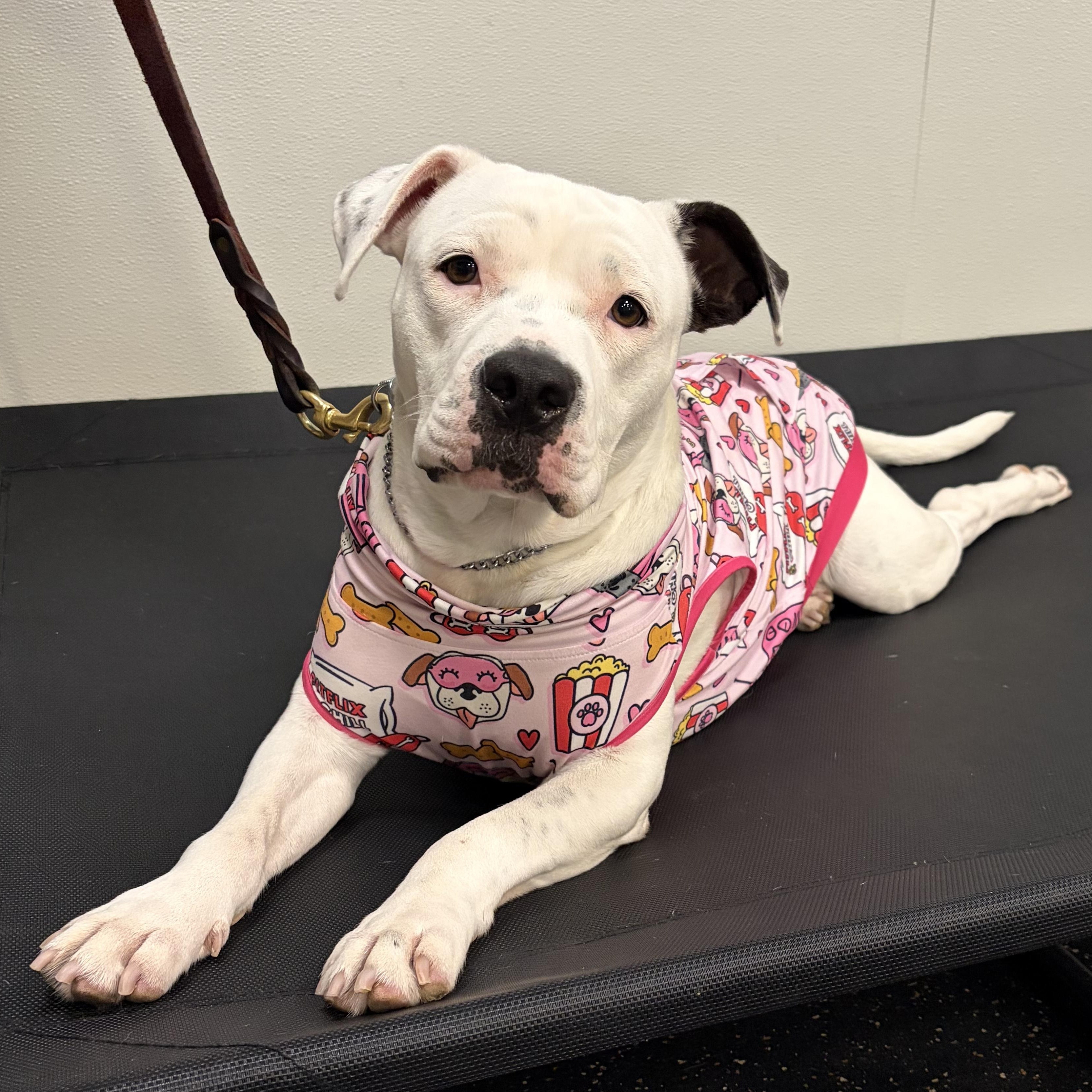 Pinkie, Adoptable, Young Female American Bully & American Bulldog.