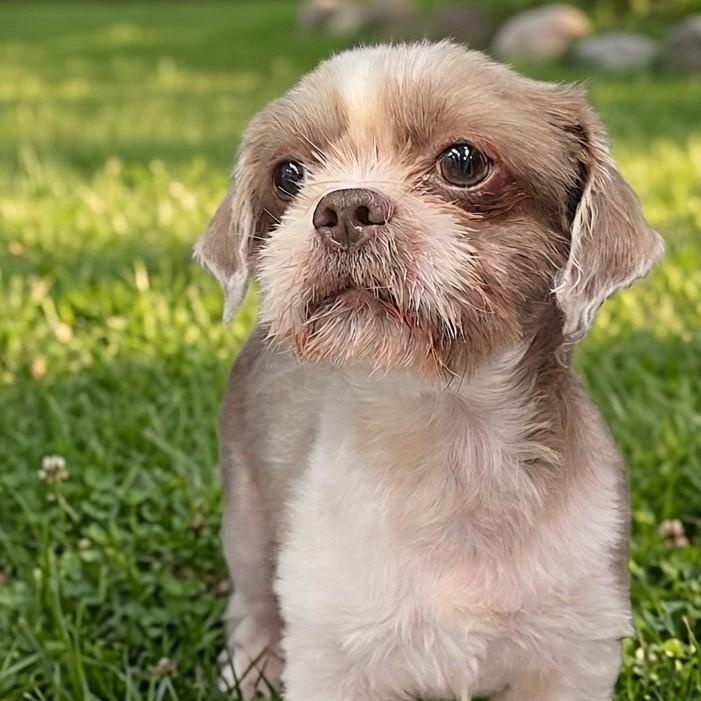 Buddy 4734, adopted, Young Male Shih Tzu.