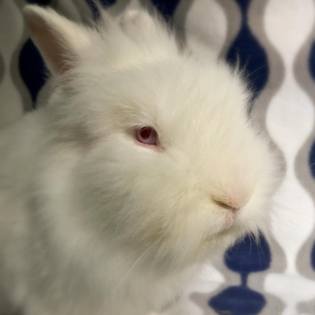 Enlarge Nimbus, a Adoptable Lionhead in Kennesaw, GA image 1/3