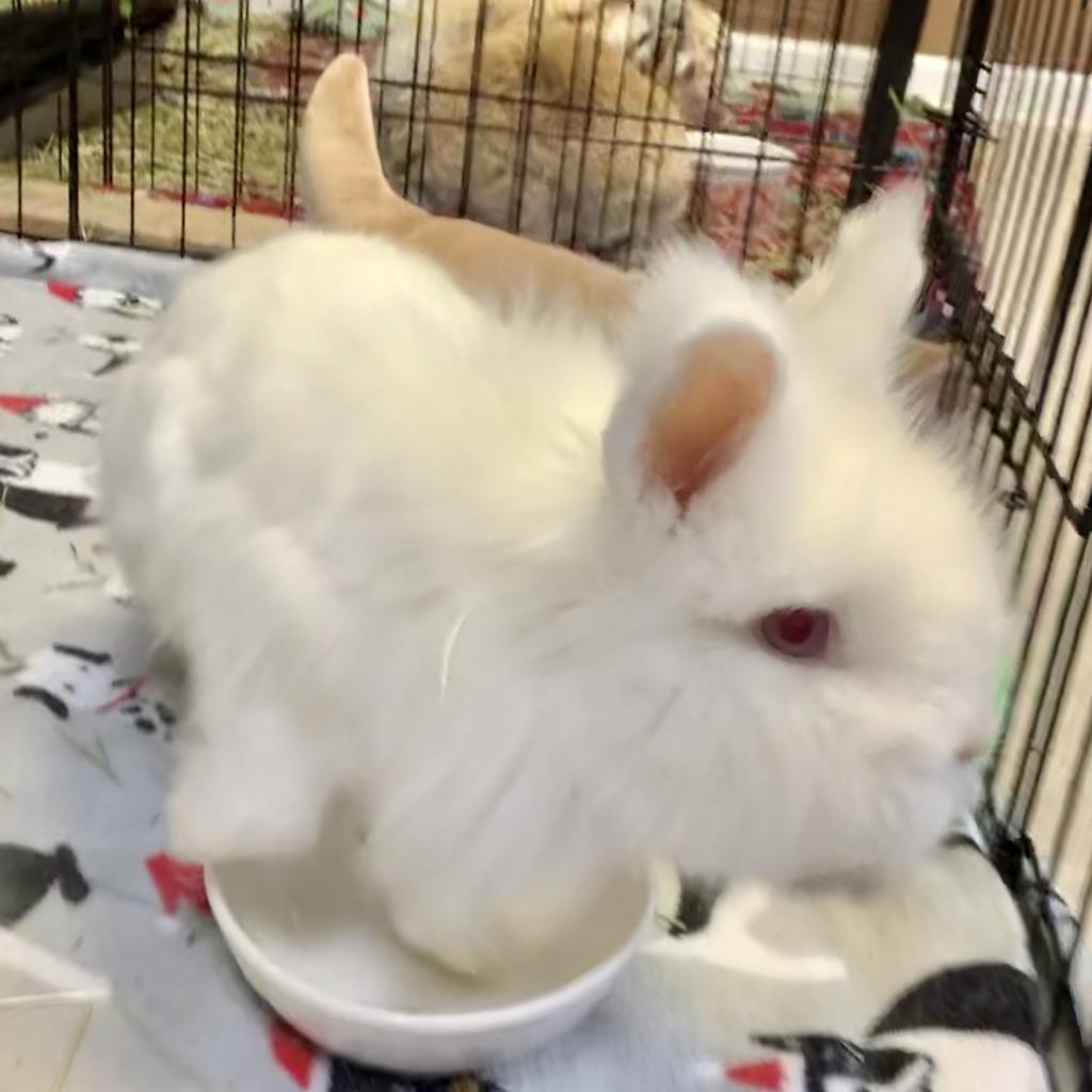 Enlarge Nimbus, a Adoptable Lionhead in Kennesaw, GA image 2/3