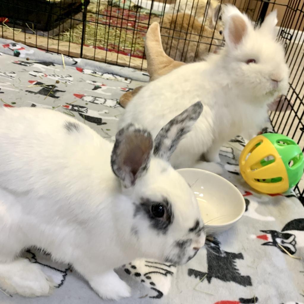 Enlarge Nimbus, a Adoptable Lionhead in Kennesaw, GA image 3/3