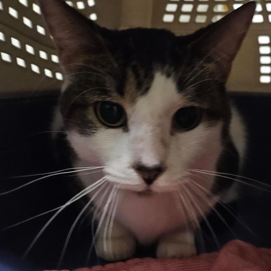 Meatloaf, Adoptable, Adult Male Domestic Short Hair.