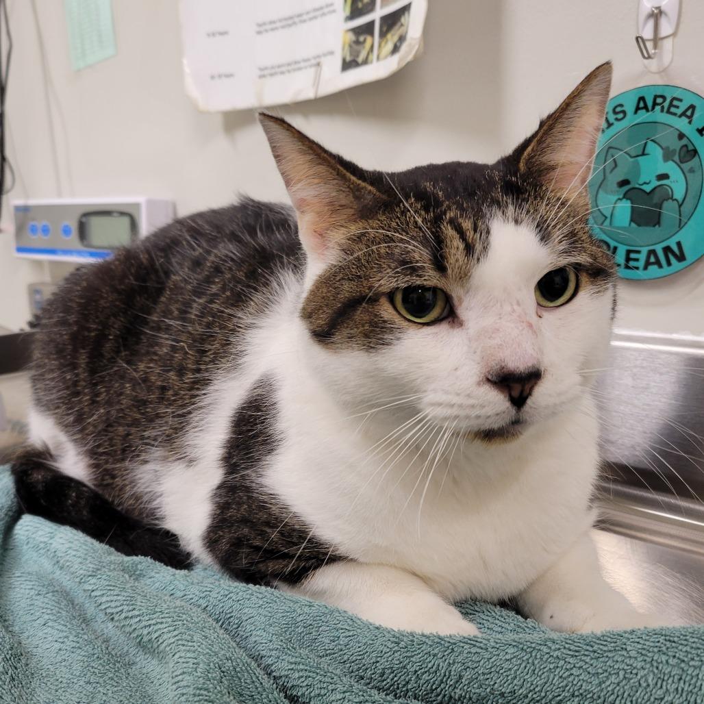 Enlarge Meatloaf, a Adoptable Domestic Short Hair in Saint Cloud, MN image 2/2