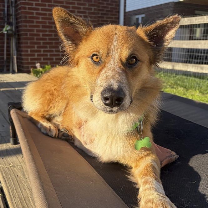 Merlin, Adoptable, Adult Male Australian Cattle Dog / Blue Heeler & Border Collie.