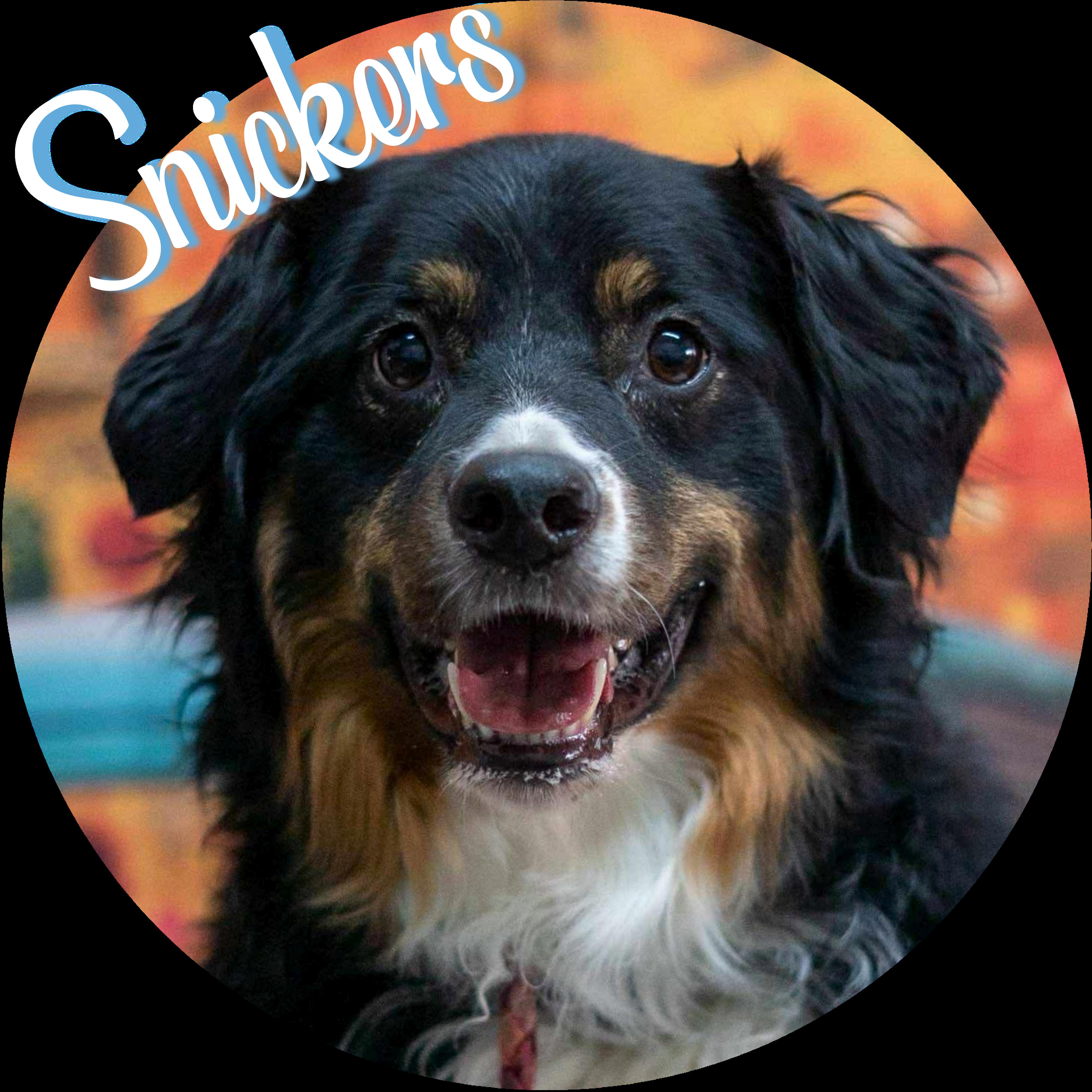 Enlarge Snickers, a ADOPTABLE mixed breed in Wasilla, AK image 1/1