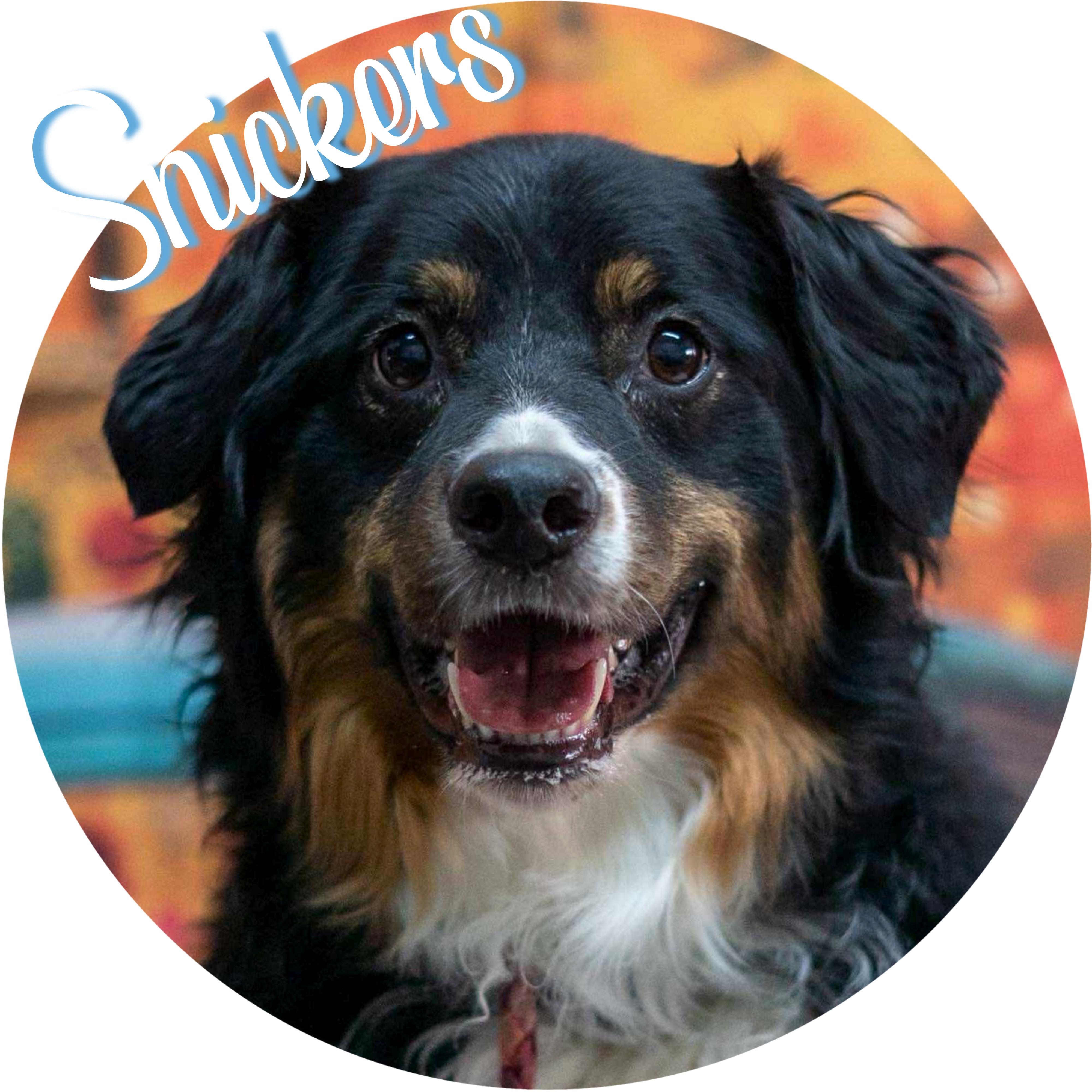 Enlarge Snickers, a ADOPTABLE mixed breed in Wasilla, AK image 1/1