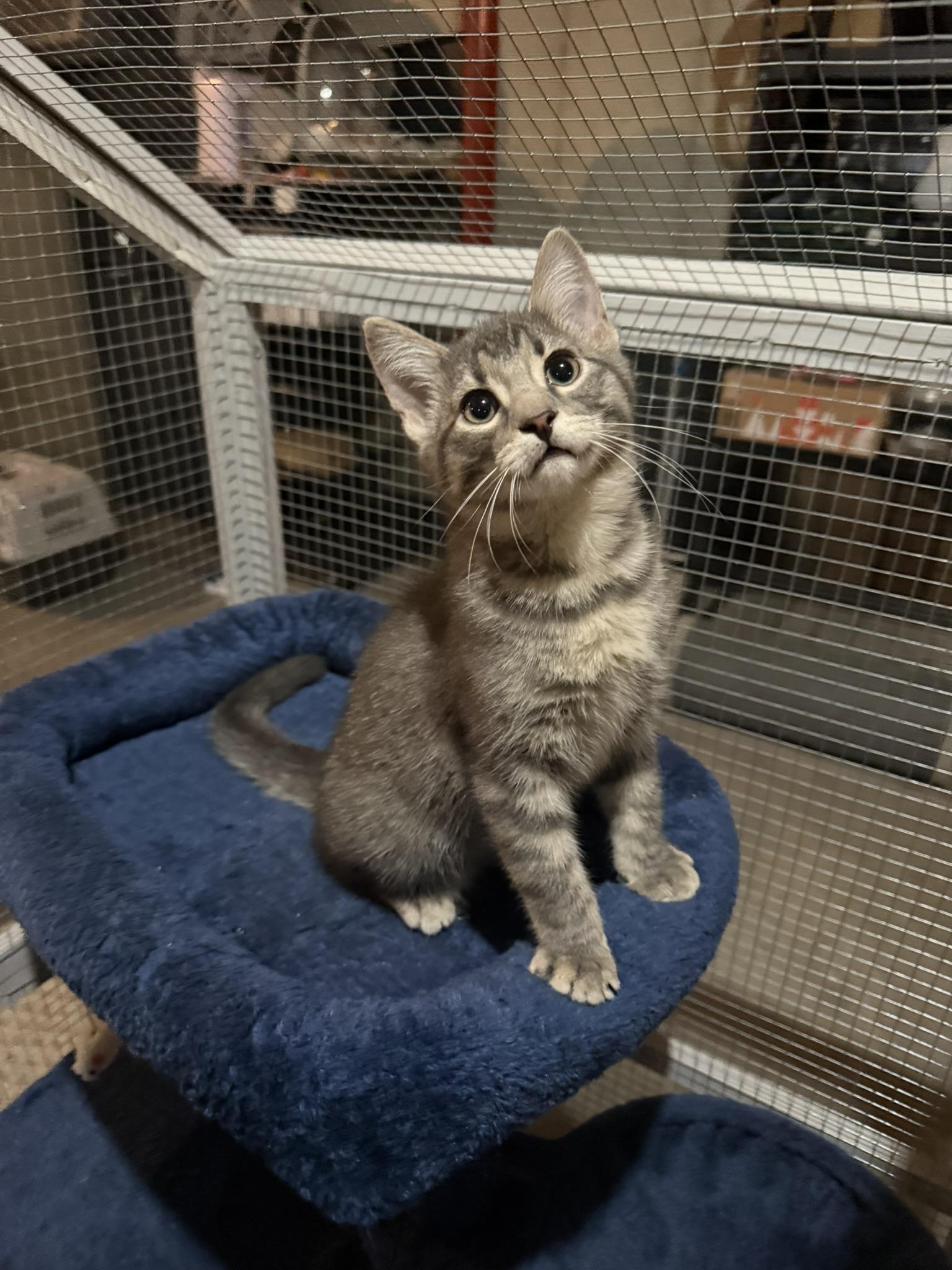 Marley, an adopted Domestic Short Hair in CANONSBURG, PA image 1/2