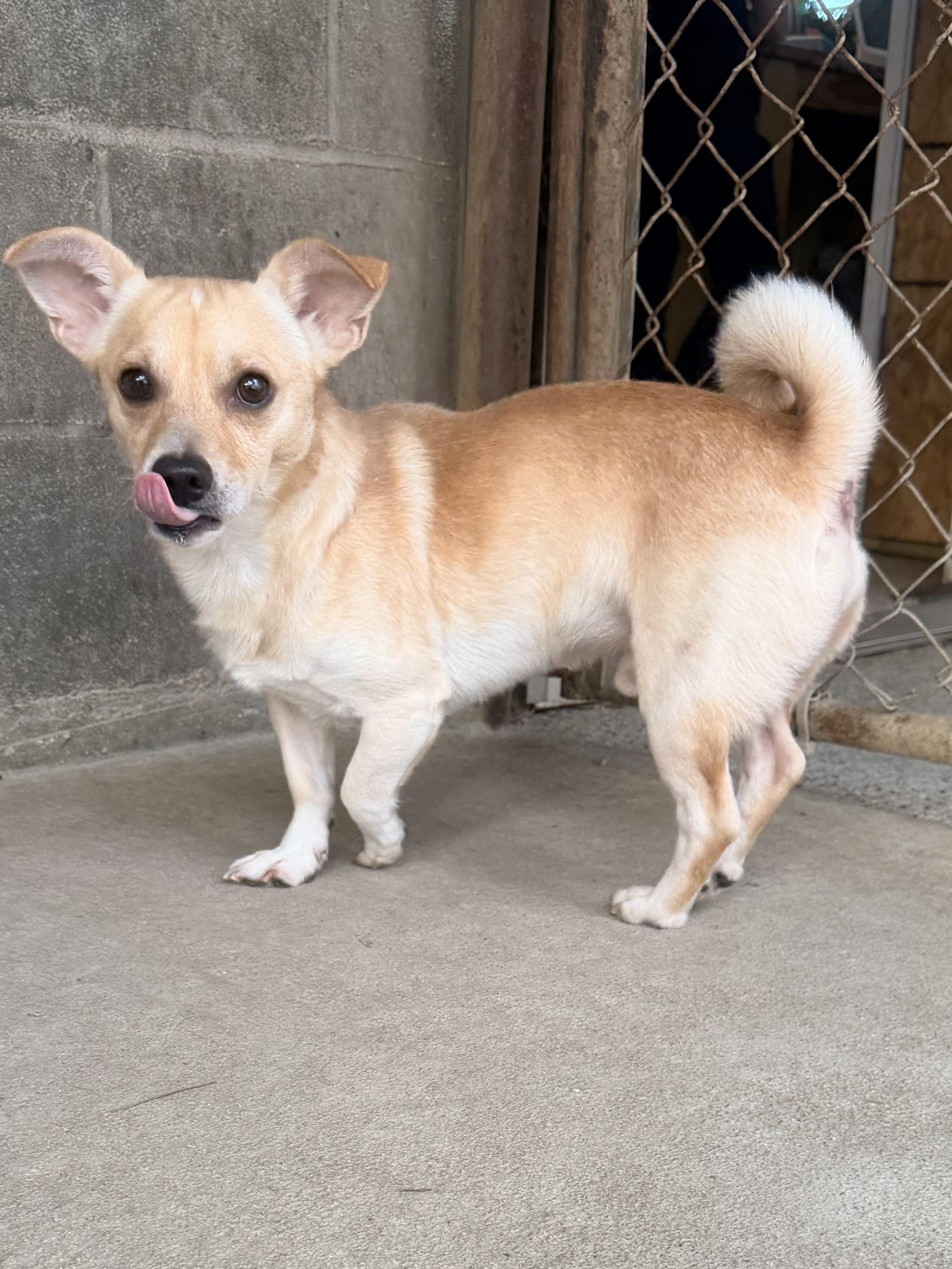 Enlarge Dale, a ADOPTABLE mixed breed in Baker, LA image 3/6