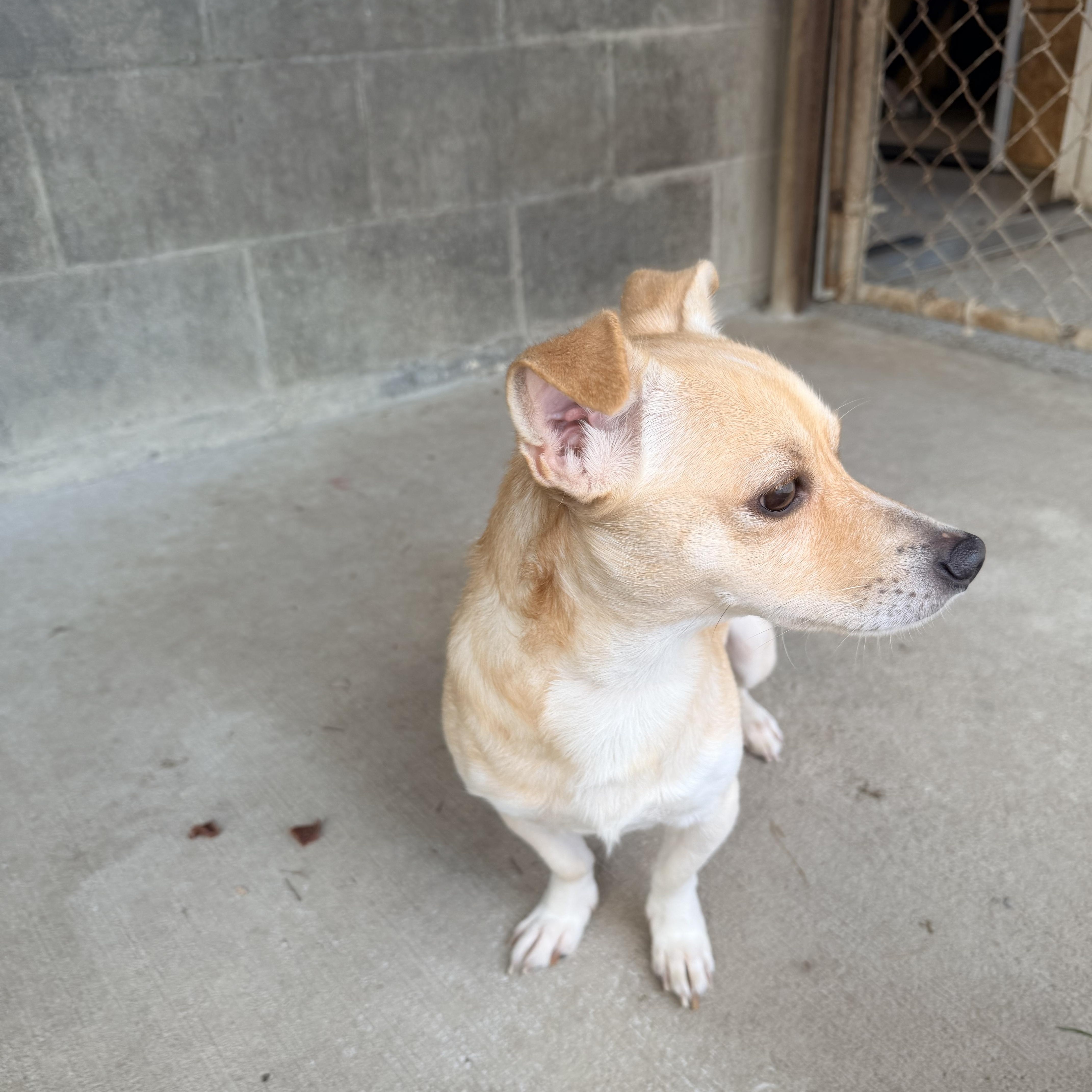 Enlarge Dale, a ADOPTABLE mixed breed in Baker, LA image 1/6