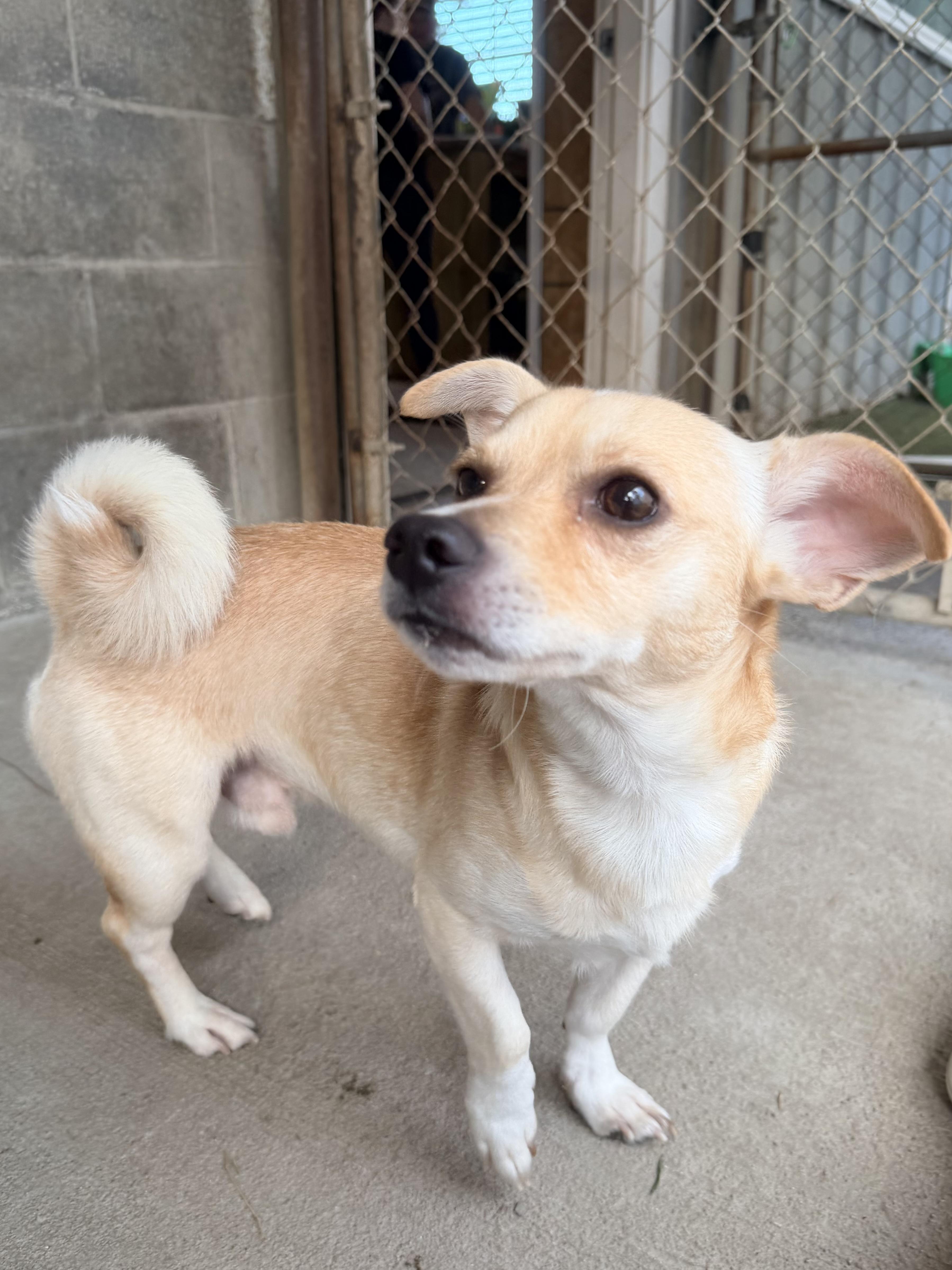 Enlarge Dale, a ADOPTABLE mixed breed in Baker, LA image 4/6