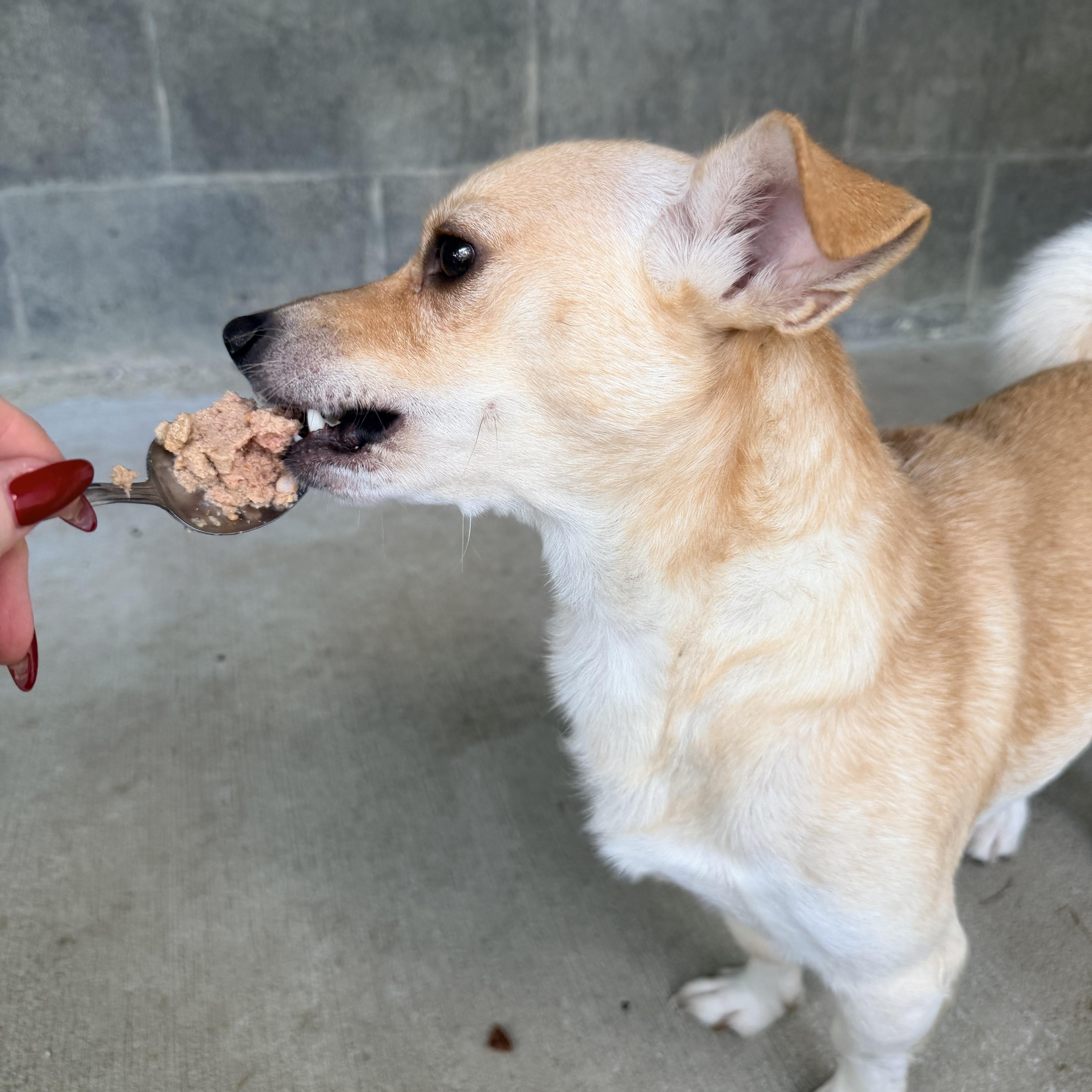Enlarge Dale, a ADOPTABLE mixed breed in Baker, LA image 2/6