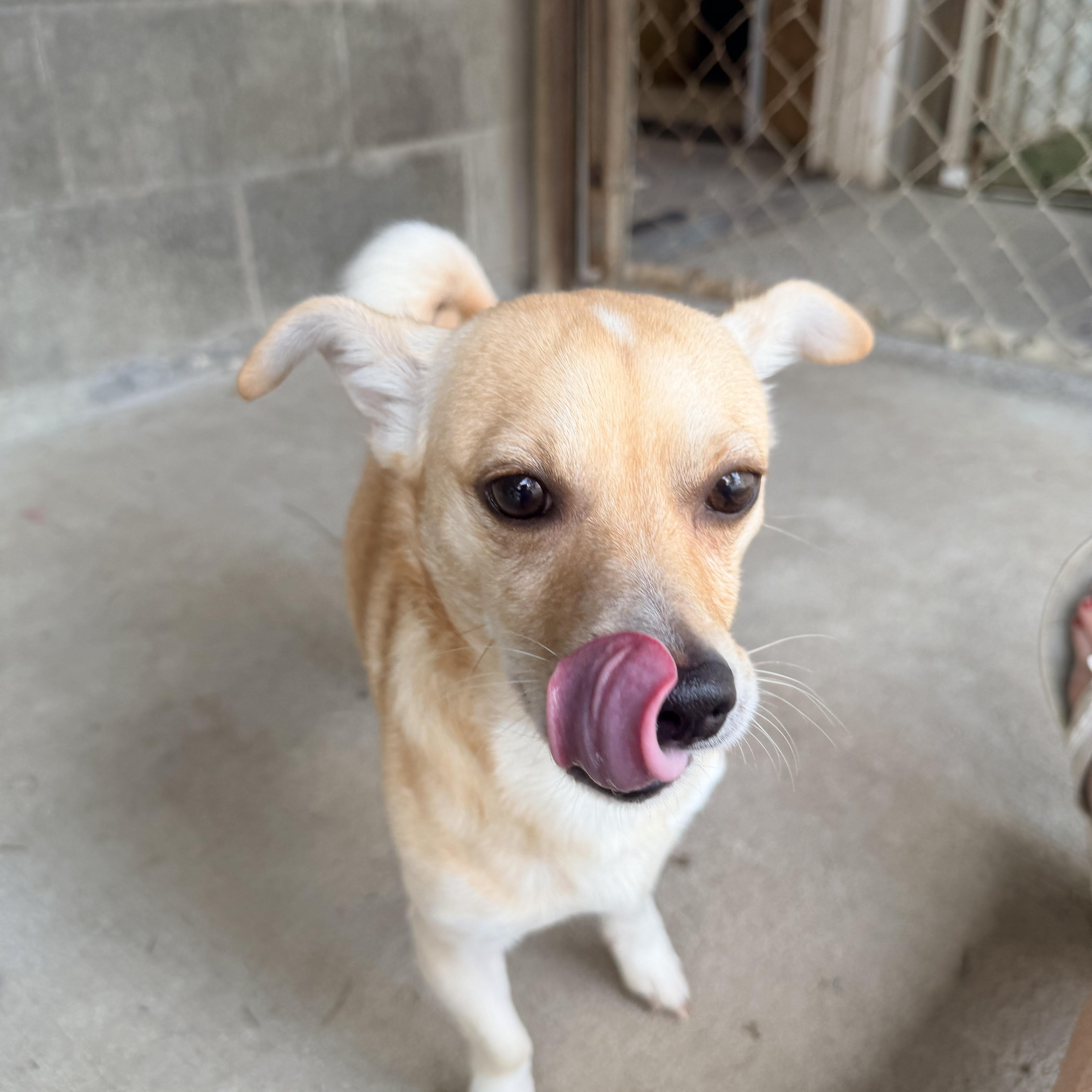 Enlarge Dale, a ADOPTABLE mixed breed in Baker, LA image 6/6