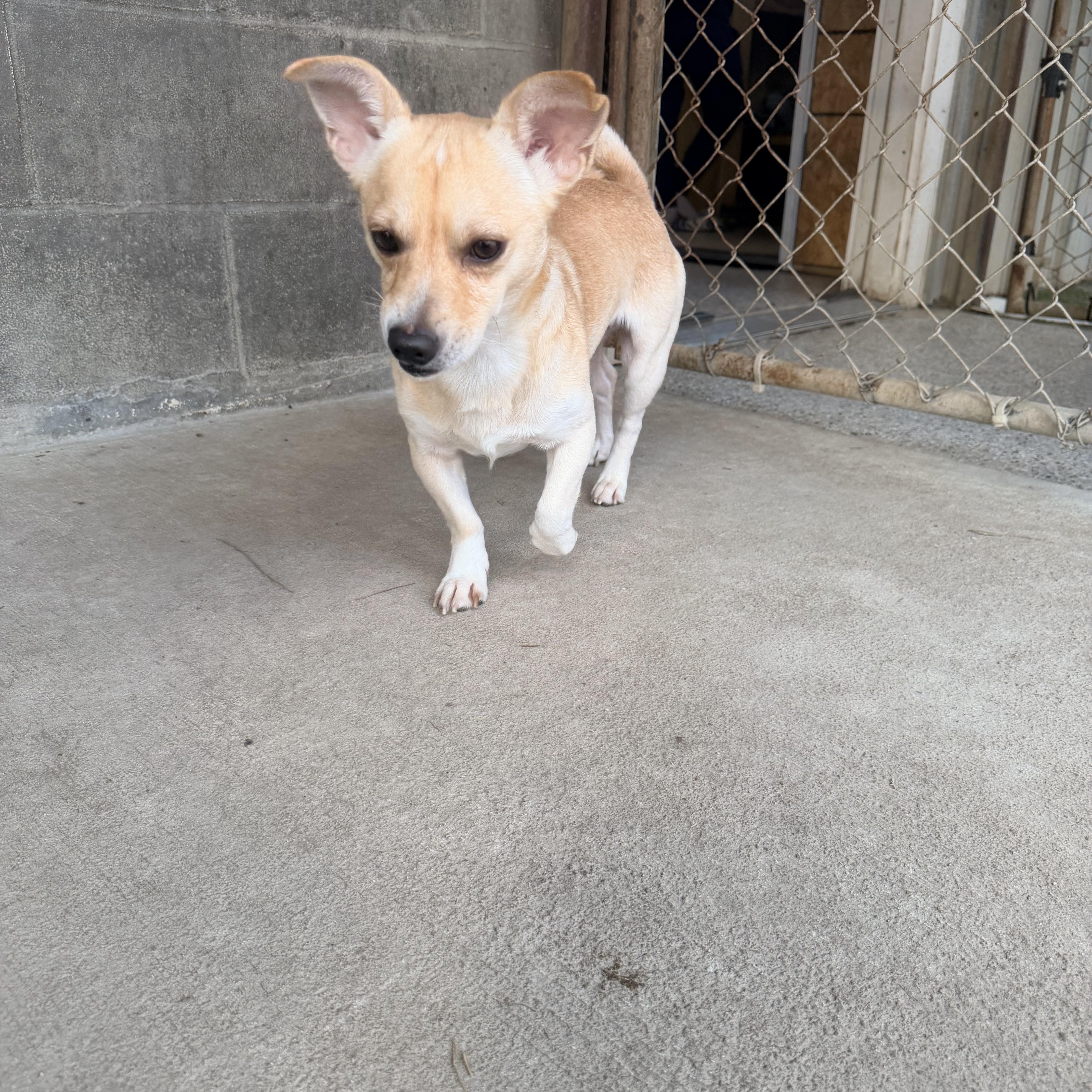 Enlarge Dale, a ADOPTABLE mixed breed in Baker, LA image 5/6