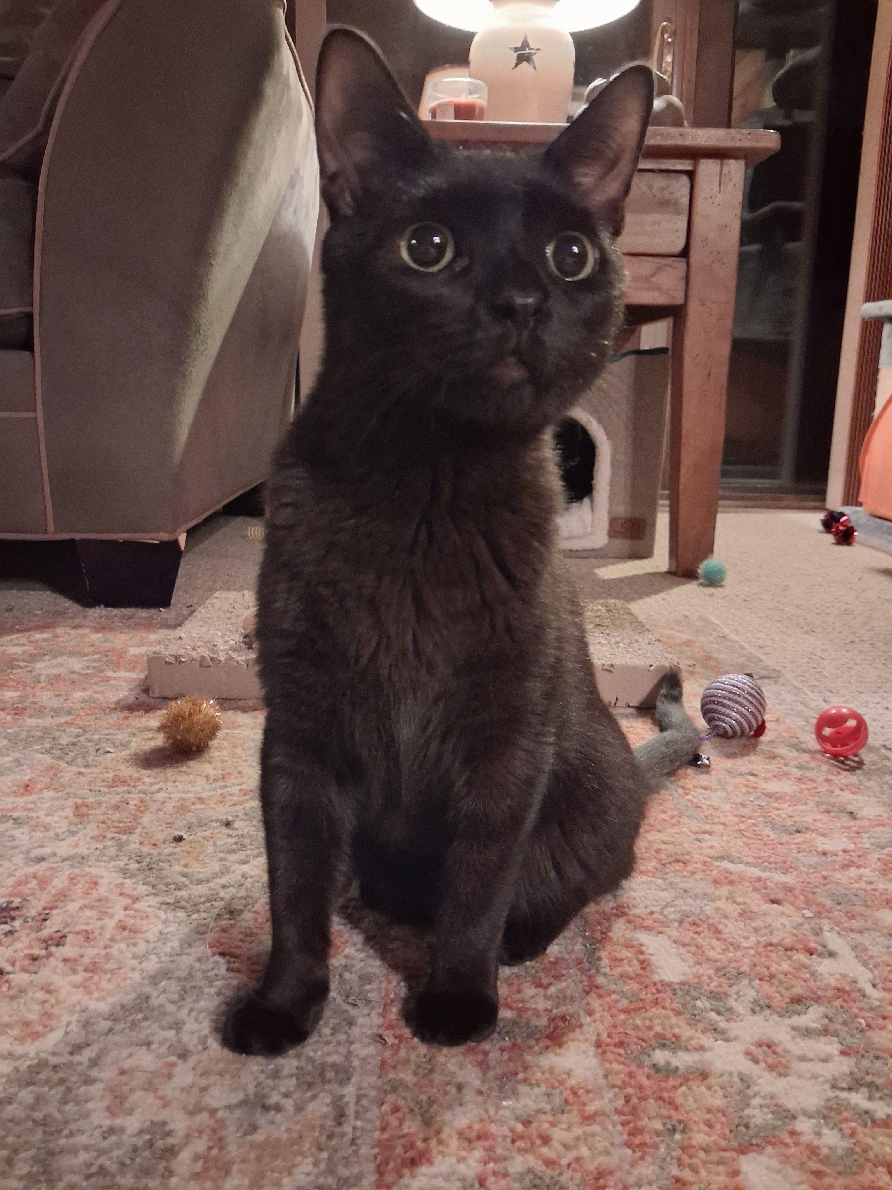 Vinnie, an adopted mixed breed in Woodbury, NJ image 5/6