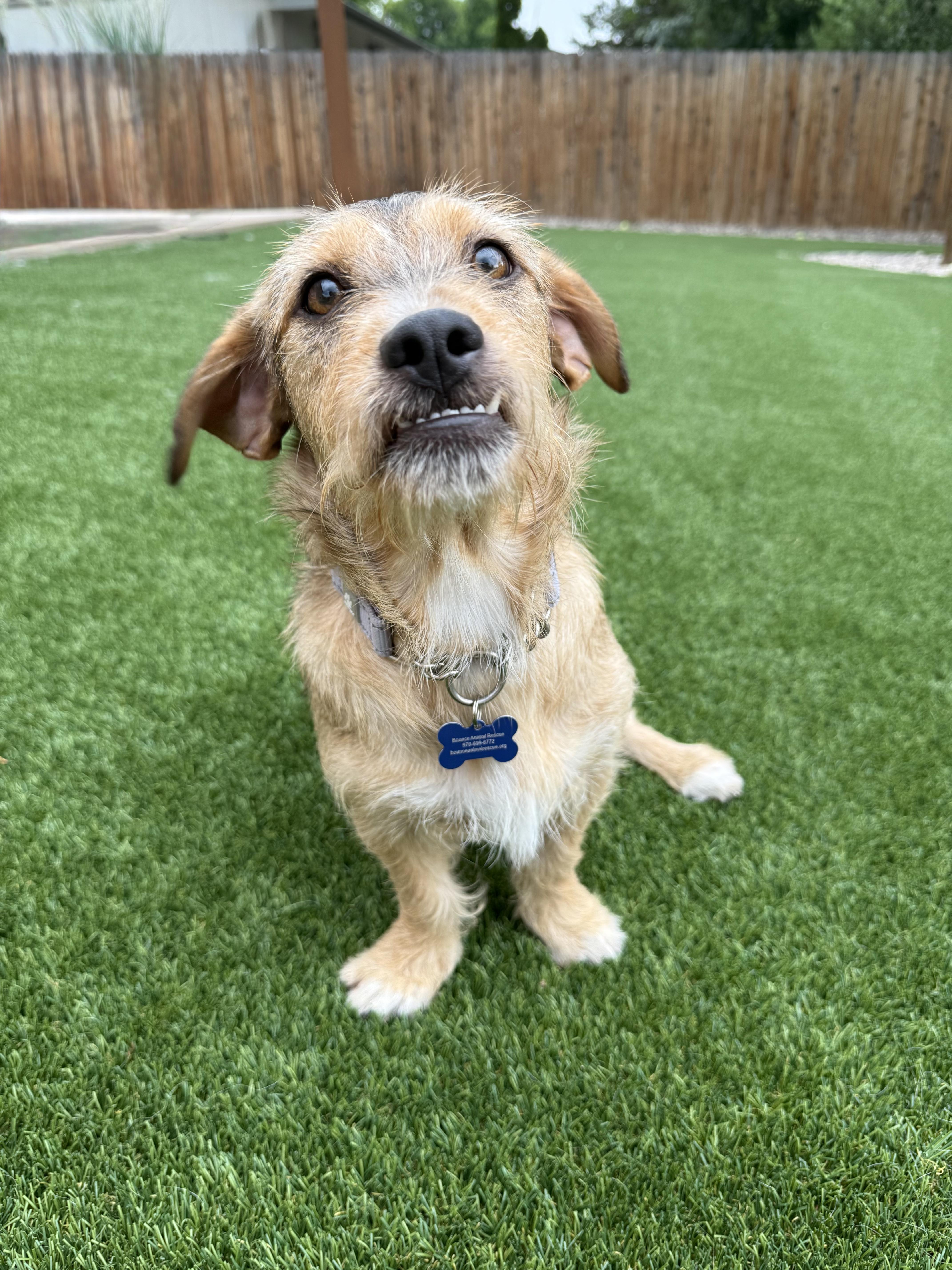 Enlarge Peggy, an adoptable mixed breed in Fort Collins, CO image 2/5