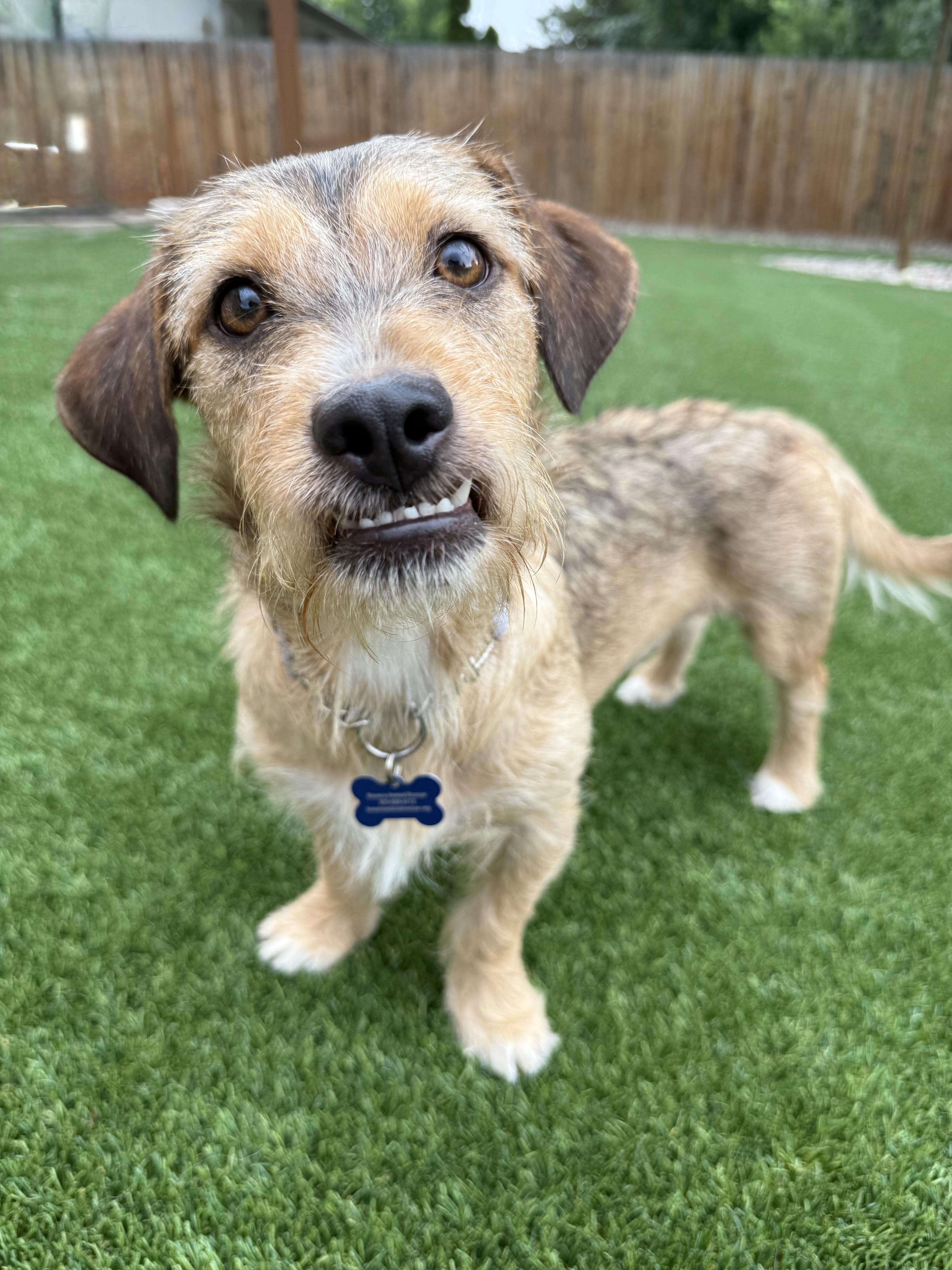 Peggy, adoptable, Adult Female Terrier.