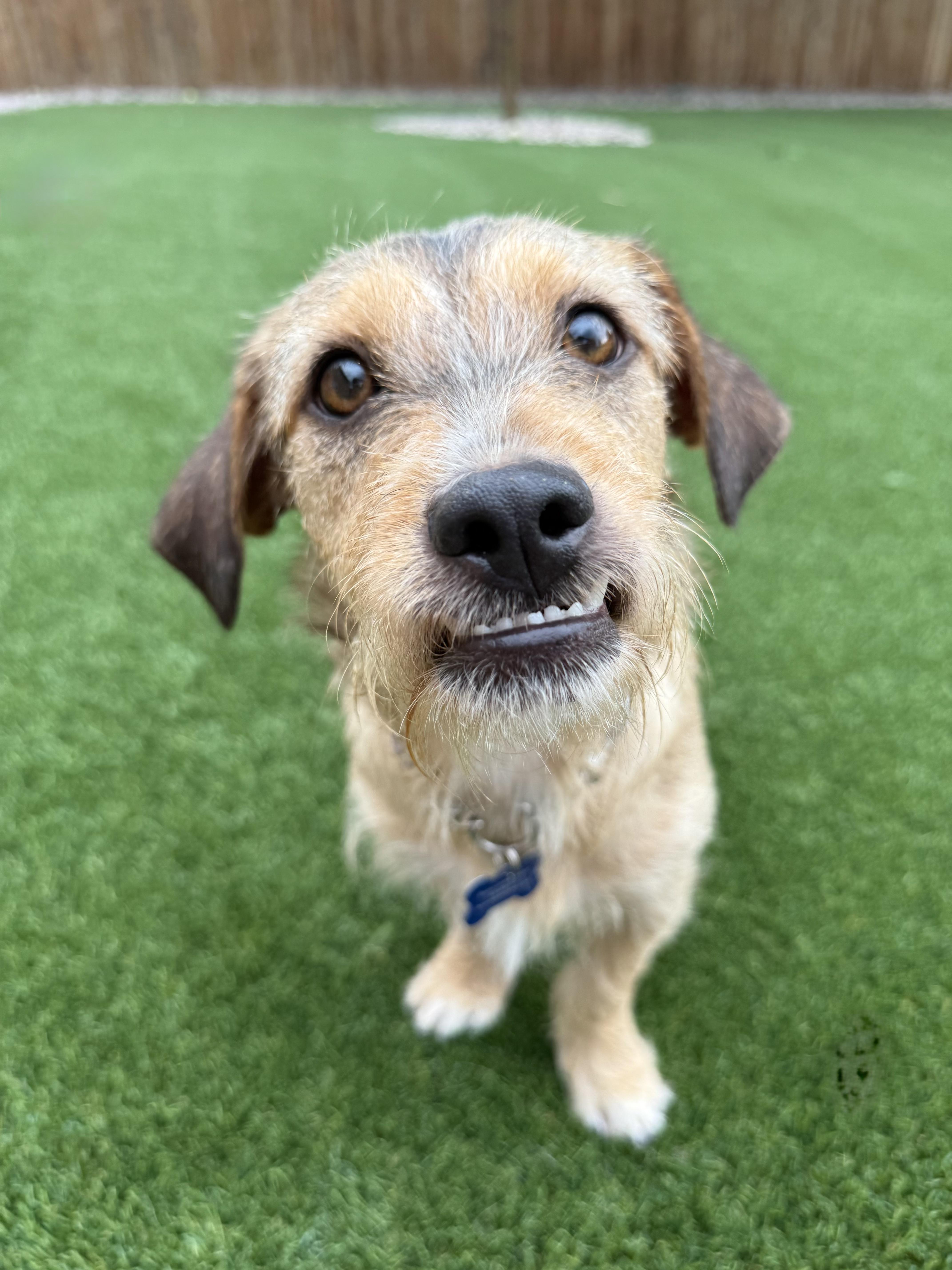 Enlarge Peggy, an adoptable mixed breed in Fort Collins, CO image 4/5