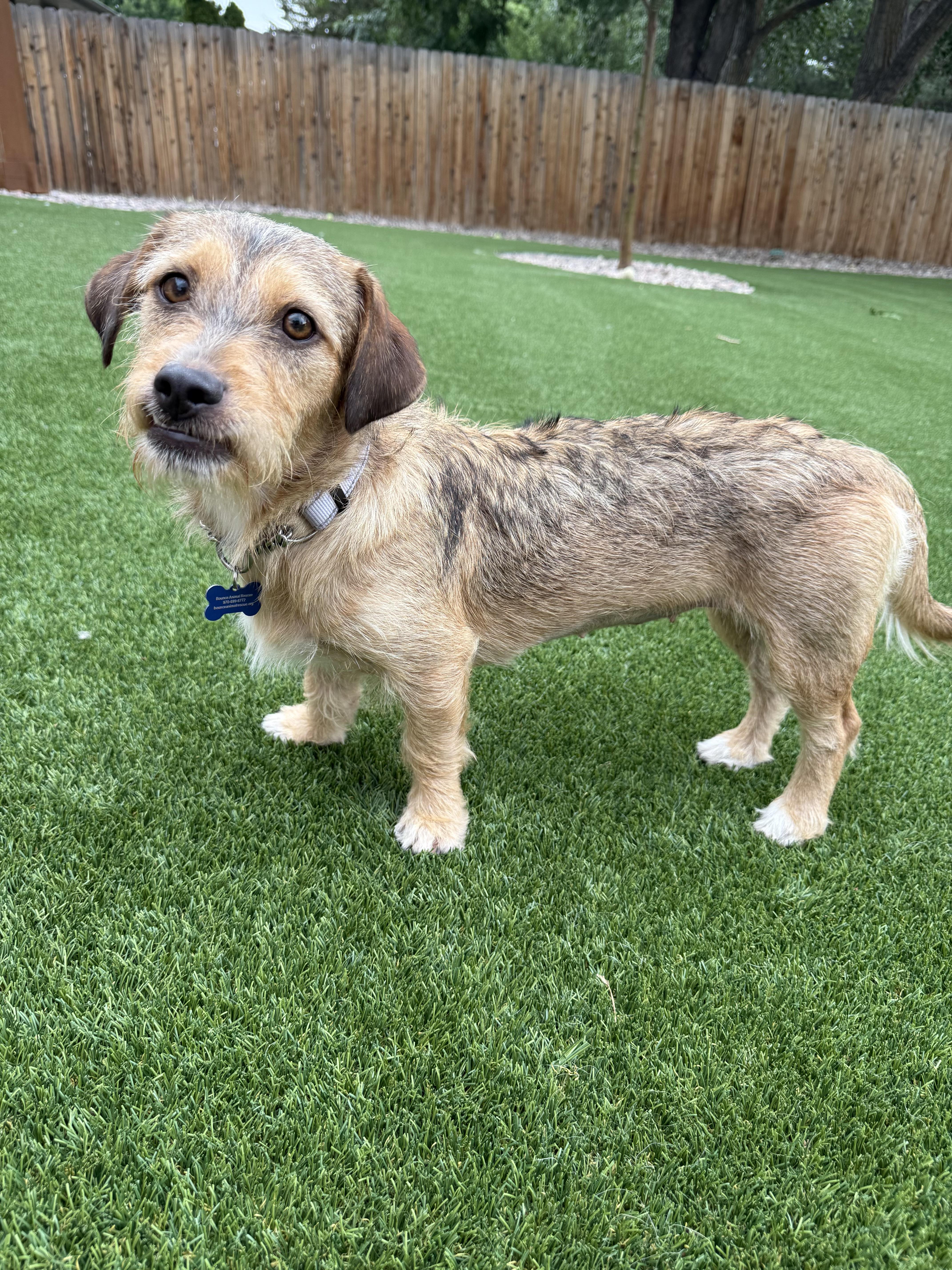 Enlarge Peggy, an adoptable mixed breed in Fort Collins, CO image 5/5