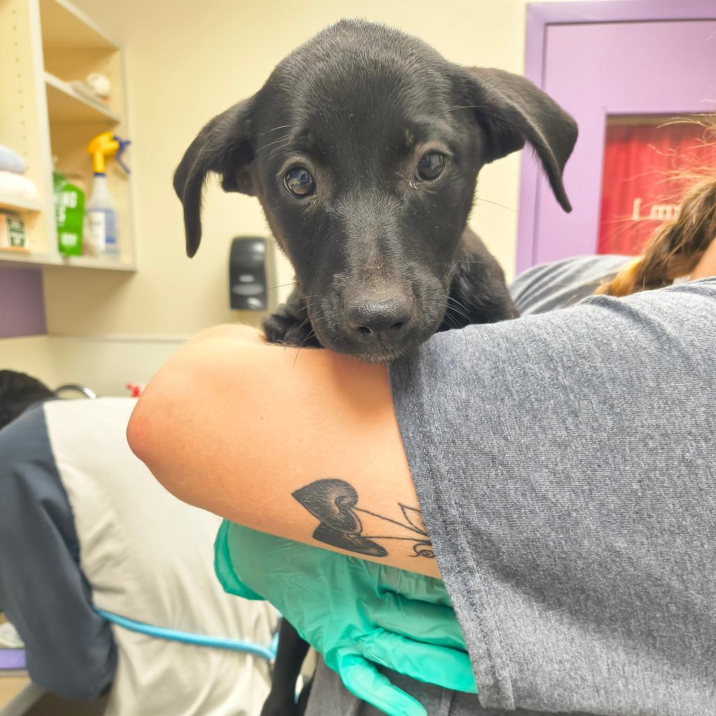 Enlarge Shimmer, a Adoptable mixed breed in Albuquerque, NM image 1/2