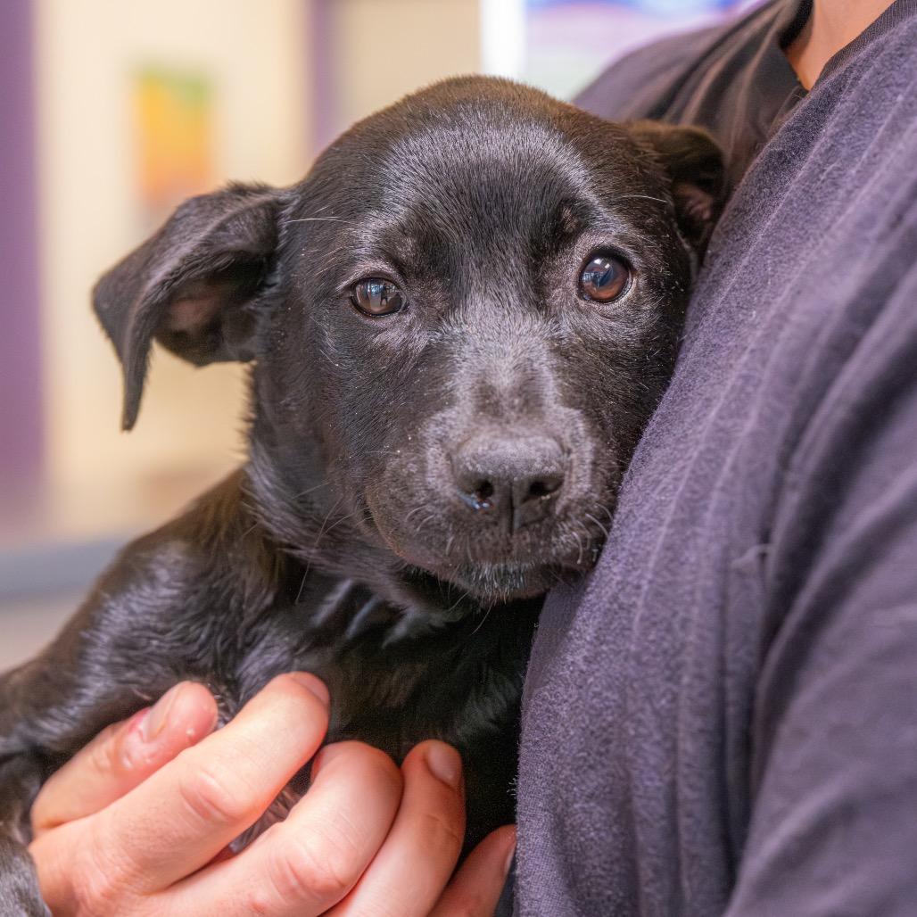 Enlarge Shimmer, a Adoptable mixed breed in Albuquerque, NM image 2/2