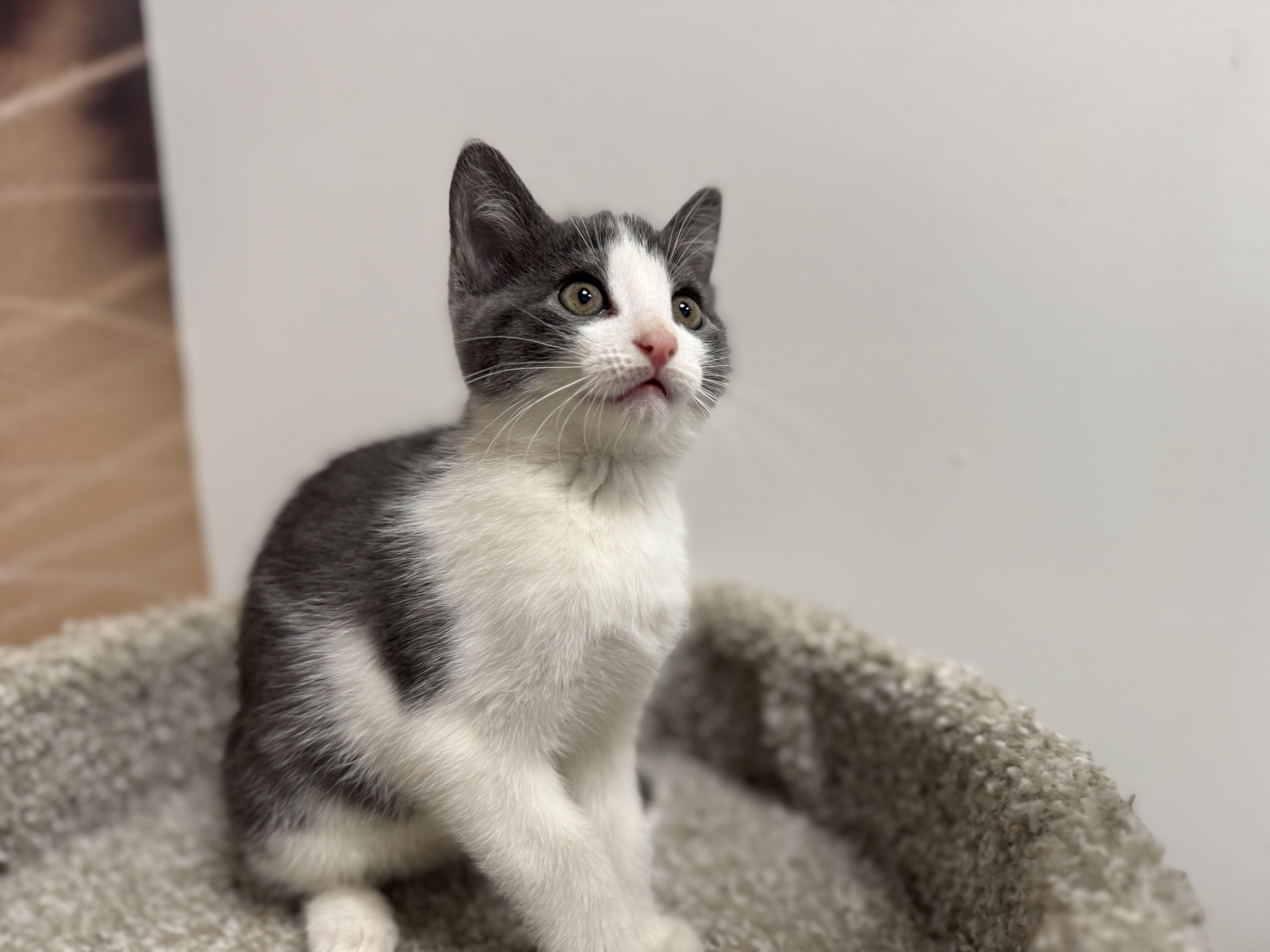 Enlarge Cricket, a Adoptable Domestic Short Hair in Pickering, ON image 3/4