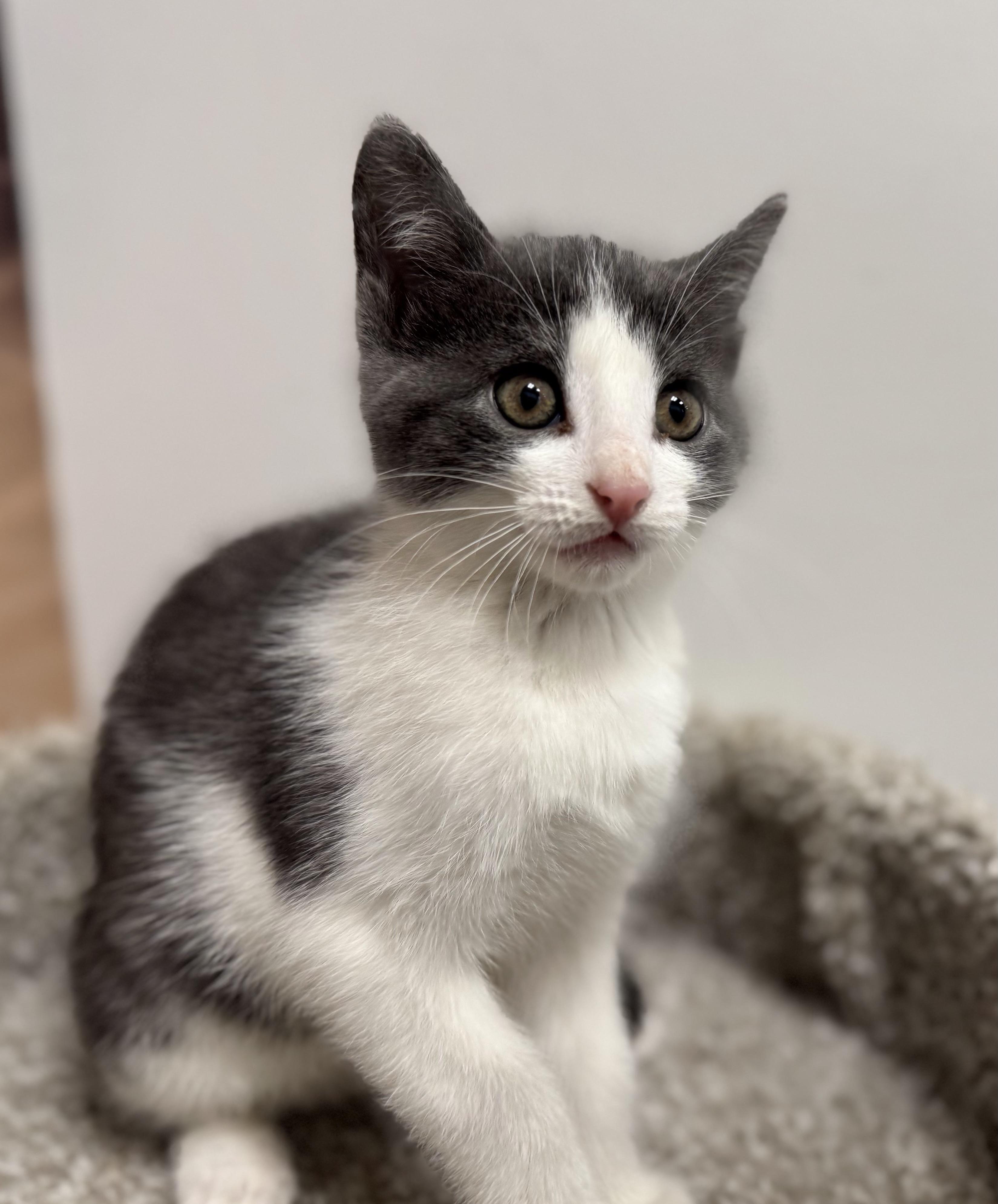 Enlarge Cricket, a Adoptable Domestic Short Hair in Pickering, ON image 2/4