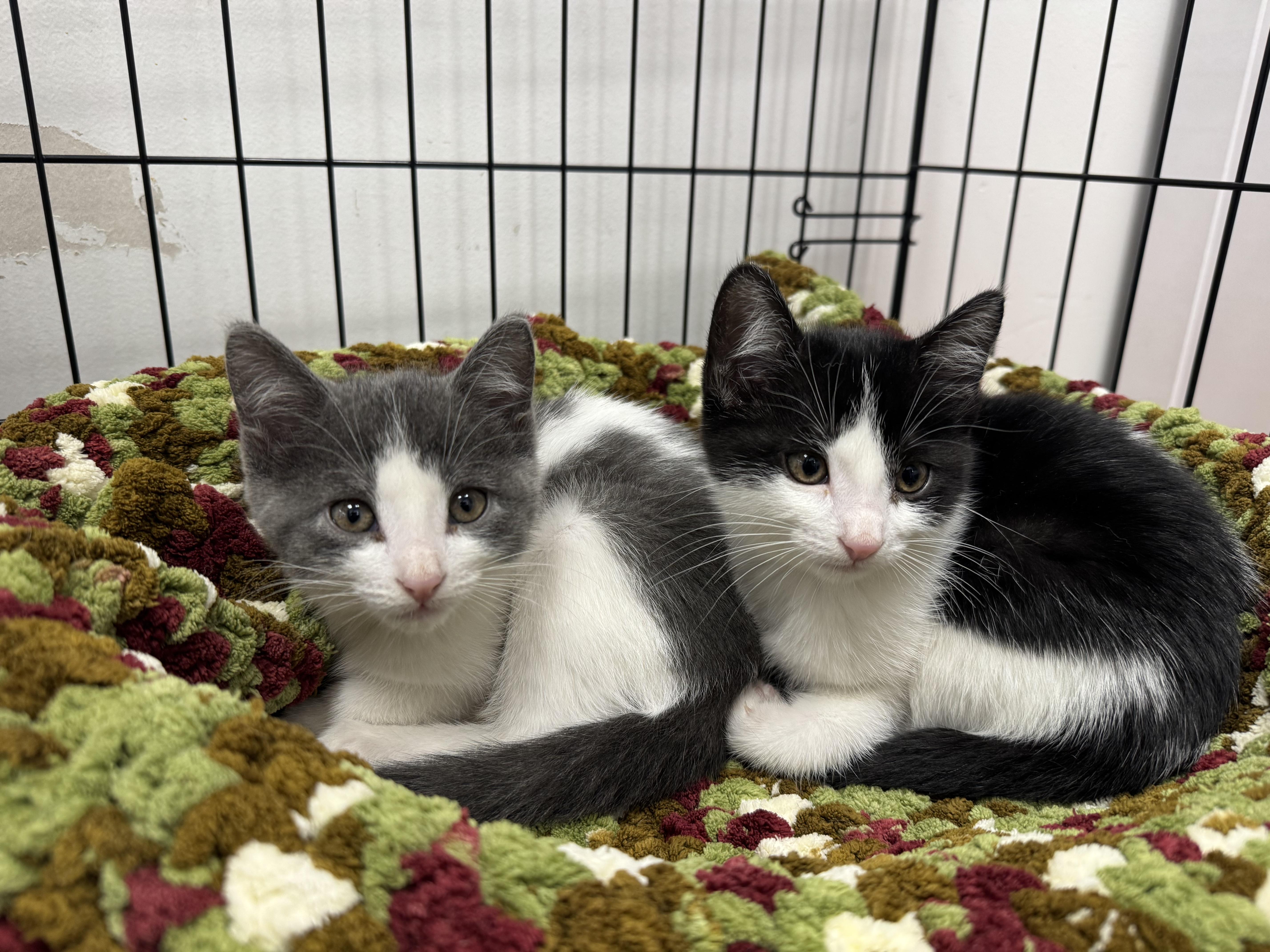 Enlarge Cricket, a Adoptable Domestic Short Hair in Pickering, ON image 4/4