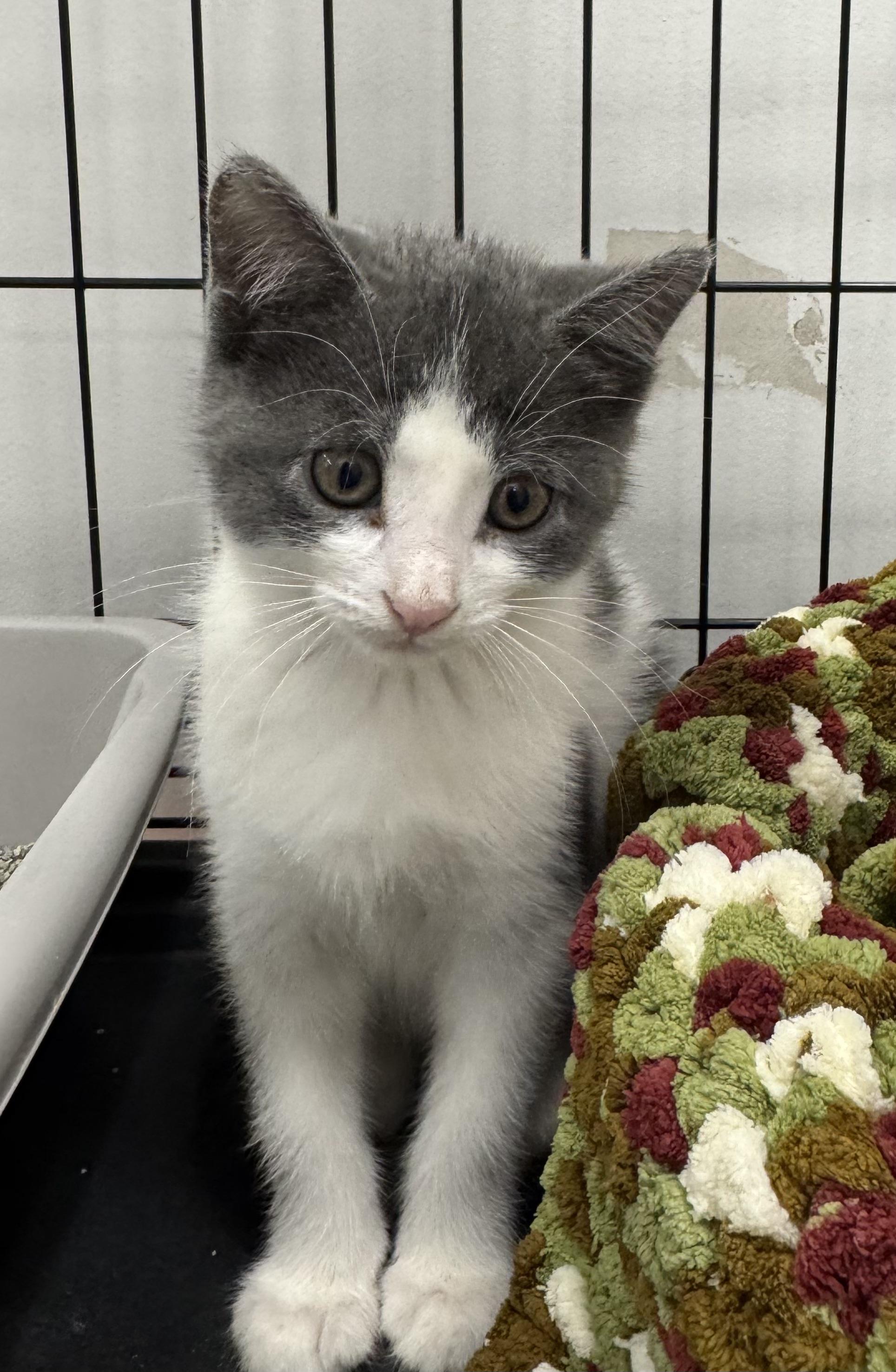 Cricket, Adoptable, Kitten Female Domestic Short Hair.