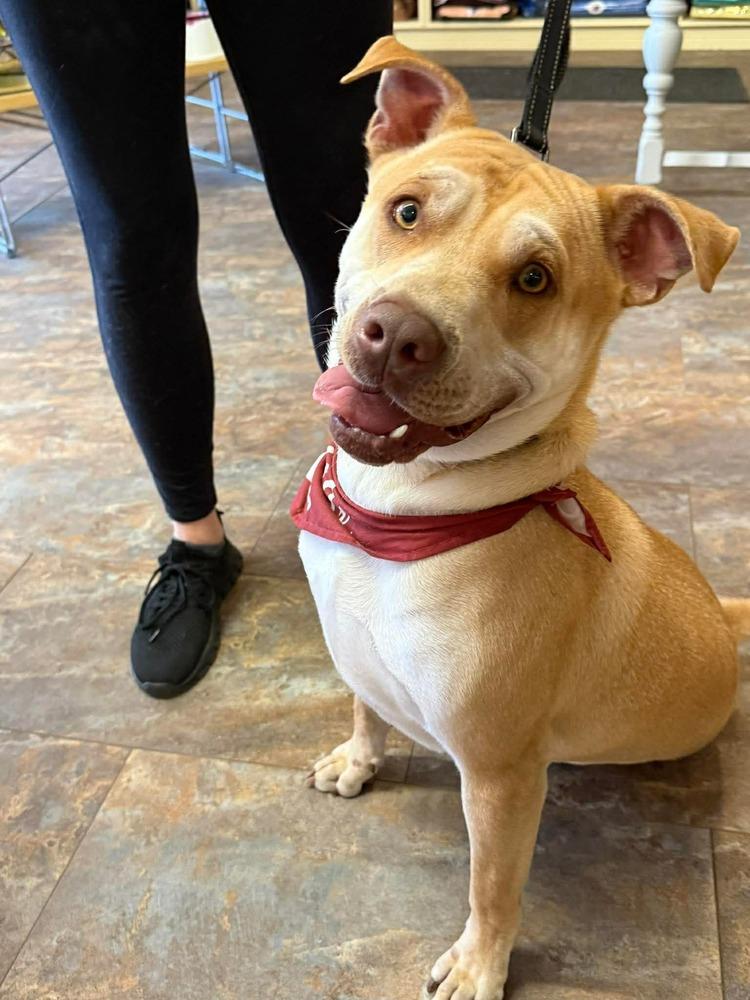 Cupid, Adoptable, Young Male Shar-Pei.