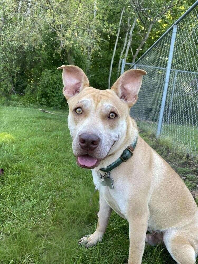 Enlarge Cupid, a Adoptable mixed breed in Grove City, OH image 2/6