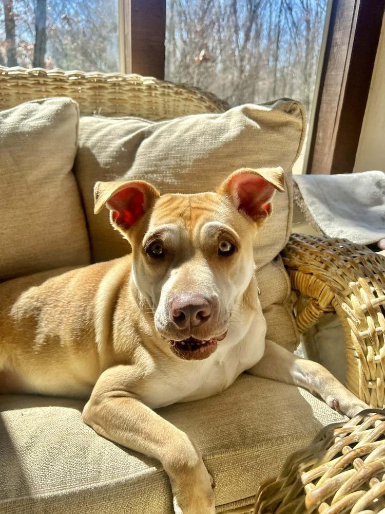 Enlarge Cupid, a Adoptable mixed breed in Mattawan, MI image 2/6