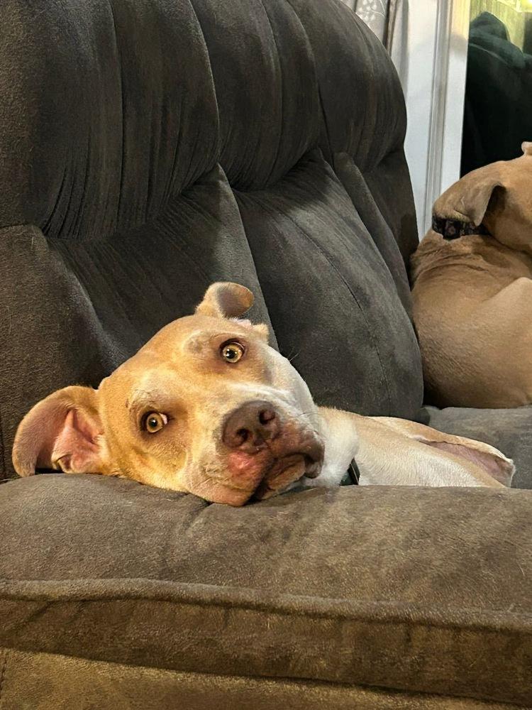 Enlarge Cupid, a Adoptable mixed breed in Grove City, OH image 3/6