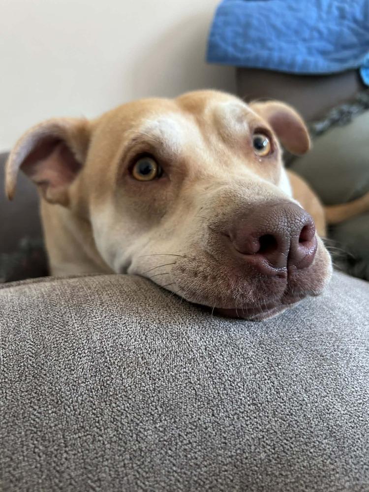 Enlarge Cupid, a Adoptable mixed breed in Mattawan, MI image 3/6