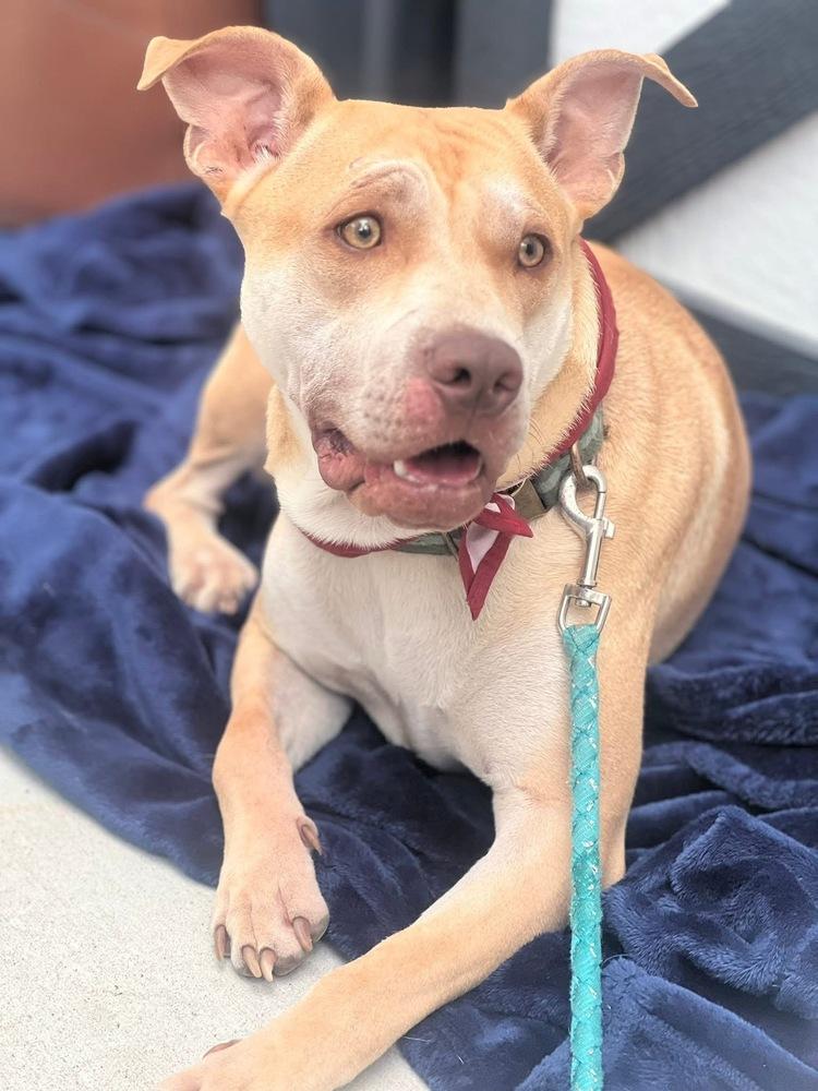 Enlarge Cupid, a Adoptable mixed breed in Grove City, OH image 4/6