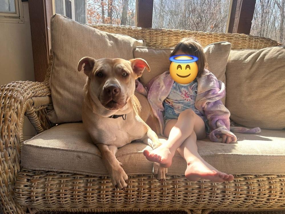 Enlarge Cupid, a Adoptable mixed breed in Mattawan, MI image 4/6