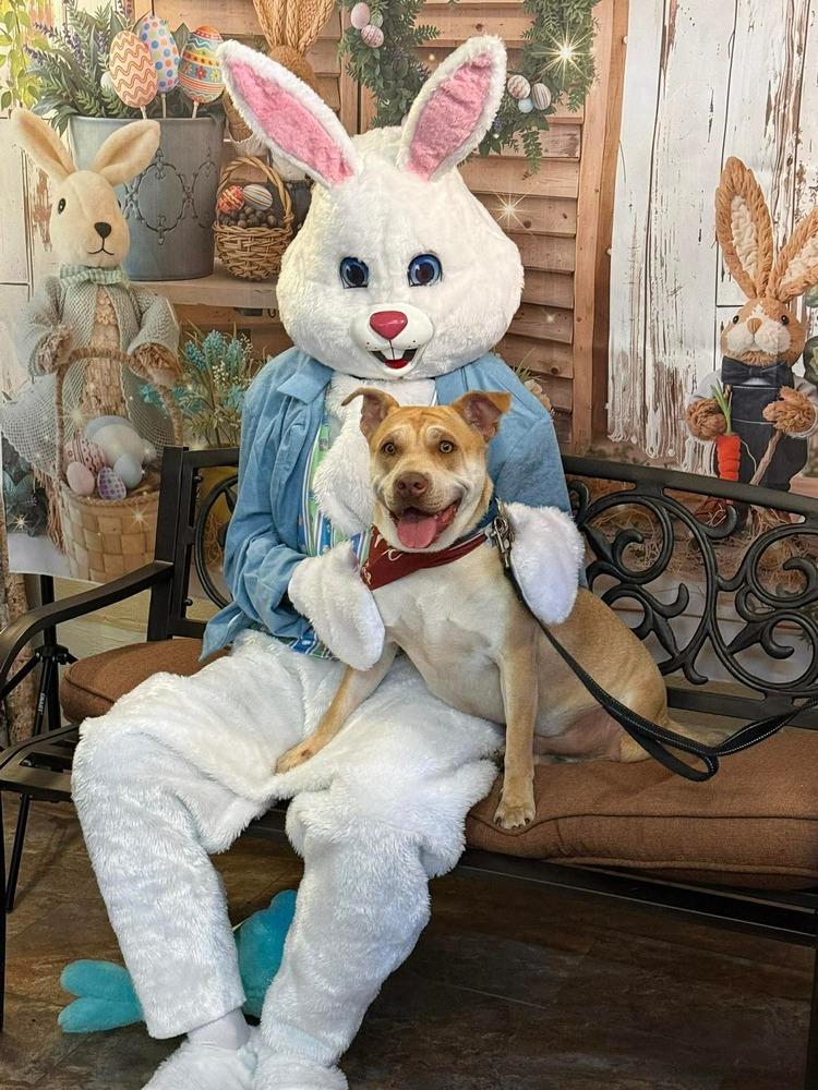 Enlarge Cupid, a Adoptable mixed breed in Mattawan, MI image 5/6