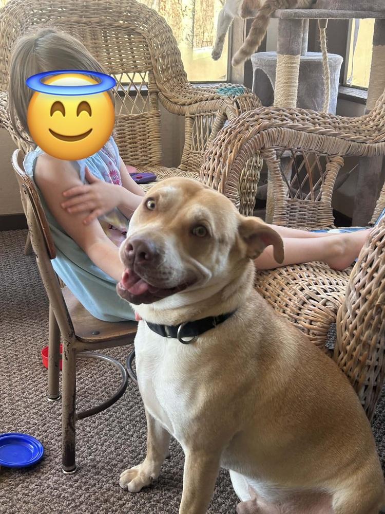 Enlarge Cupid, a Adoptable mixed breed in Mattawan, MI image 6/6