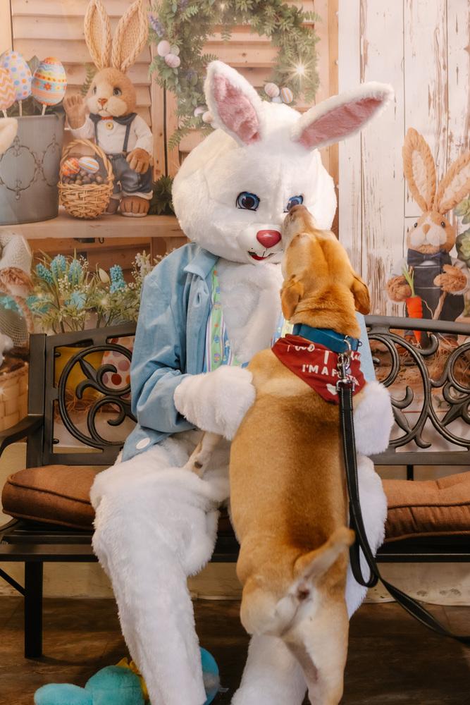 Cupid, a Adoptable mixed breed in Mattawan, MI image 4/4