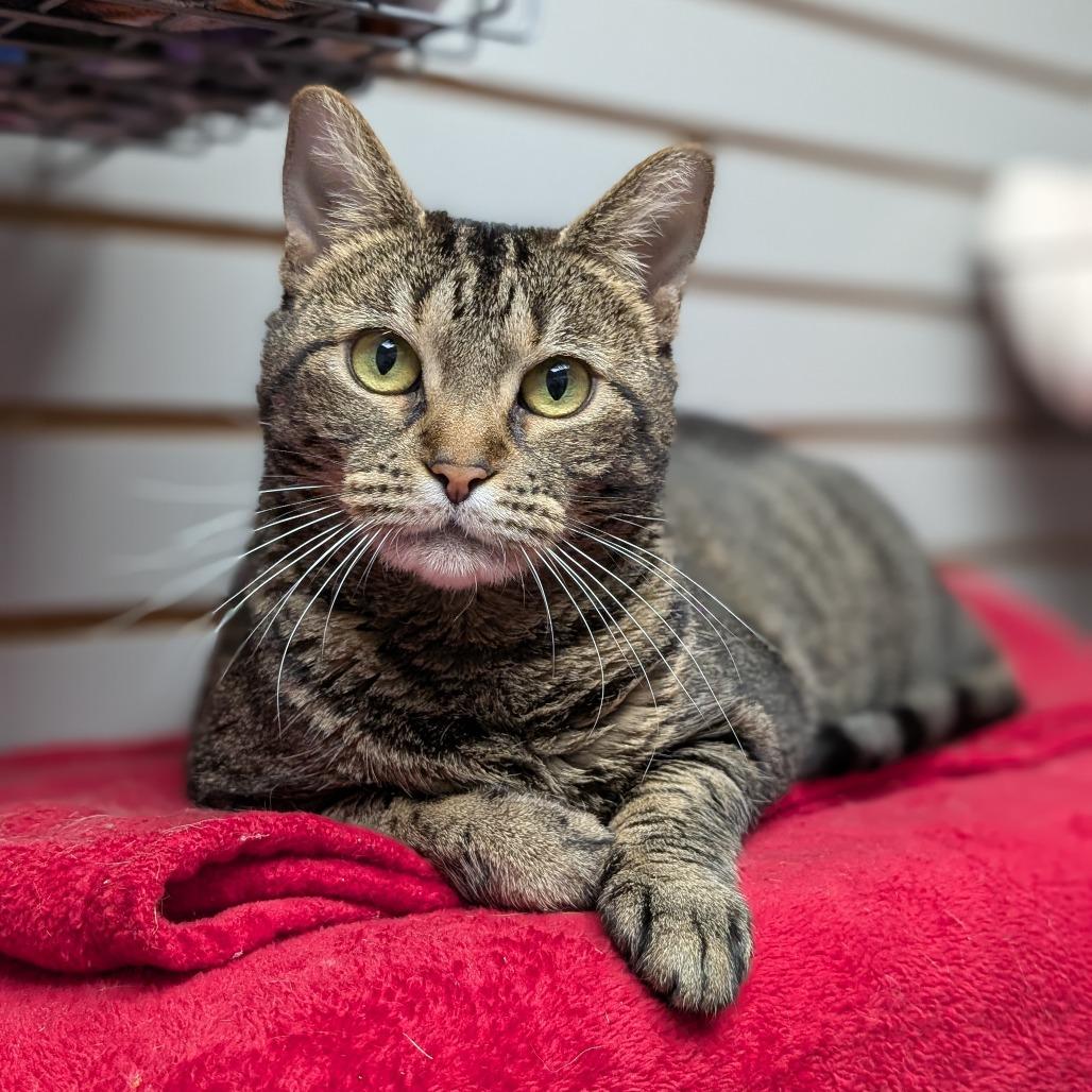 Diva, a Adoptable Domestic Short Hair in Brookfield, WI image 1/6