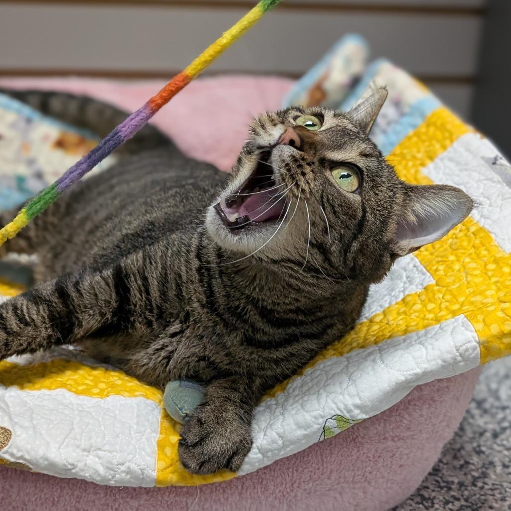 Diva, Adoptable, Senior Female Domestic Short Hair.