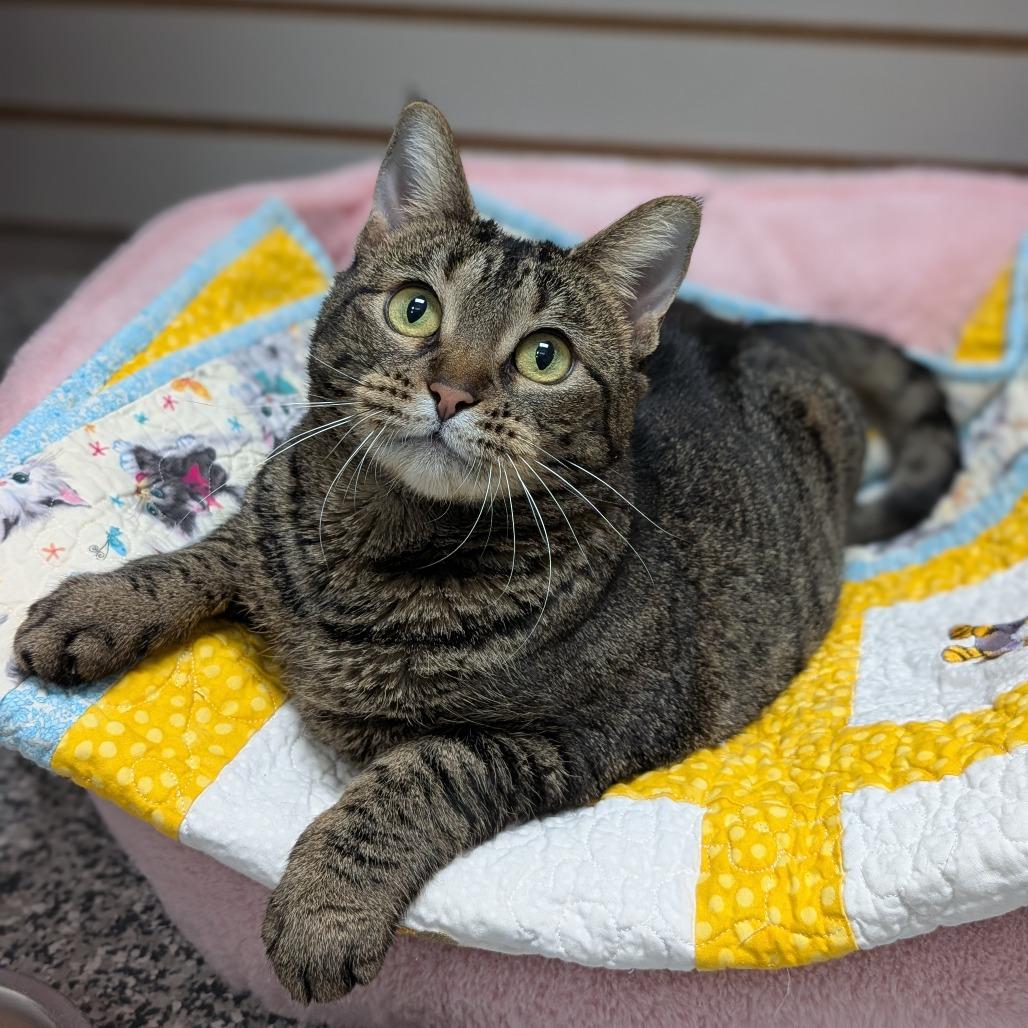 Enlarge Diva, a Adoptable Domestic Short Hair in Brookfield, WI image 2/5