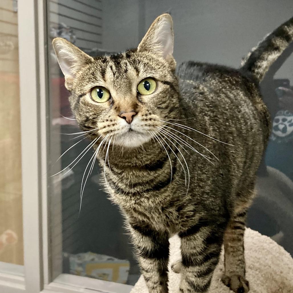 Enlarge Diva, a Adoptable Domestic Short Hair in Brookfield, WI image 3/5