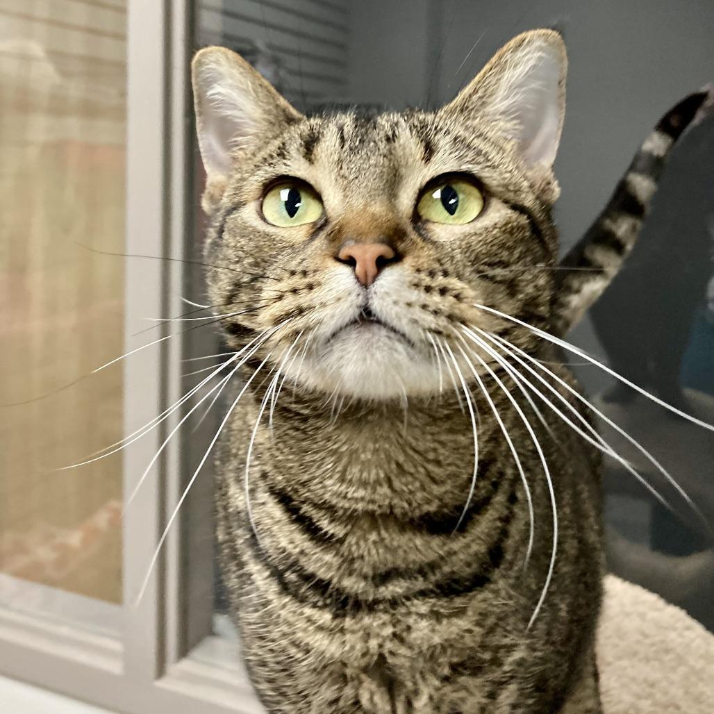 Enlarge Diva, a Adoptable Domestic Short Hair in Brookfield, WI image 4/5