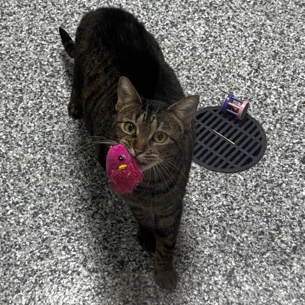 Enlarge Diva, a Adoptable Domestic Short Hair in Brookfield, WI image 5/5