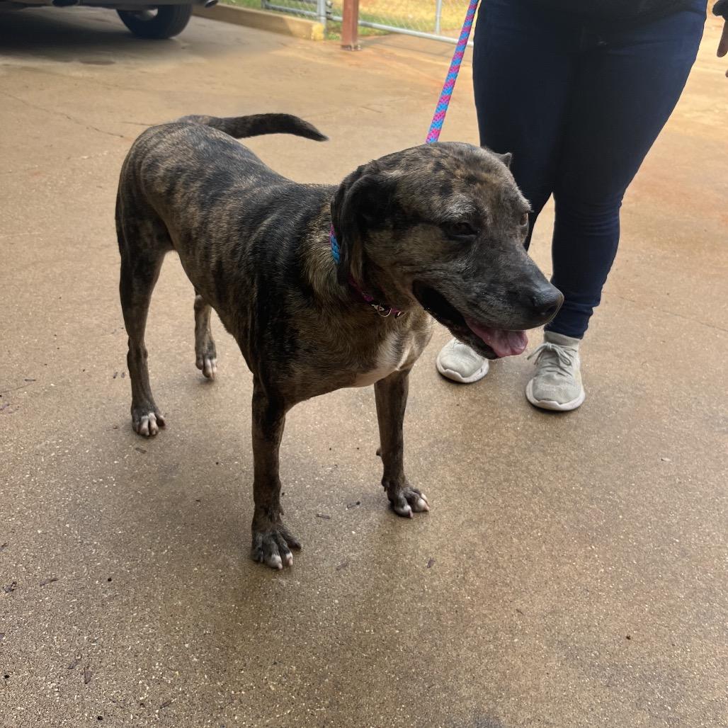 Enlarge Missy, a Adoptable mixed breed in Palestine, TX image 3/4