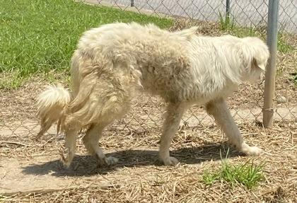 Opal, a ADOPTABLE Great Pyrenees in Glasgow, KY image 2/3