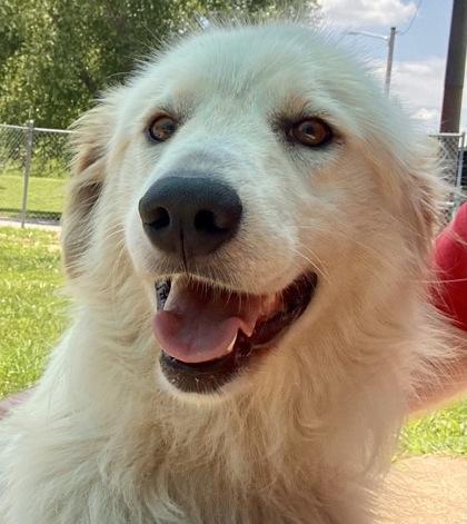 Opal, a ADOPTABLE Great Pyrenees in Glasgow, KY image 1/3