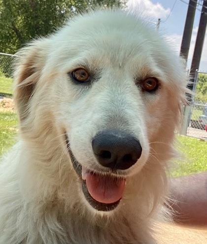 Opal, a ADOPTABLE Great Pyrenees in Glasgow, KY image 3/3