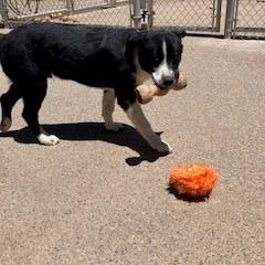 Benny, a ADOPTABLE mixed breed in Bernalillo, NM image 2/4