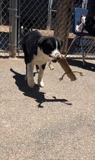 Benny, a ADOPTABLE mixed breed in Bernalillo, NM image 3/4